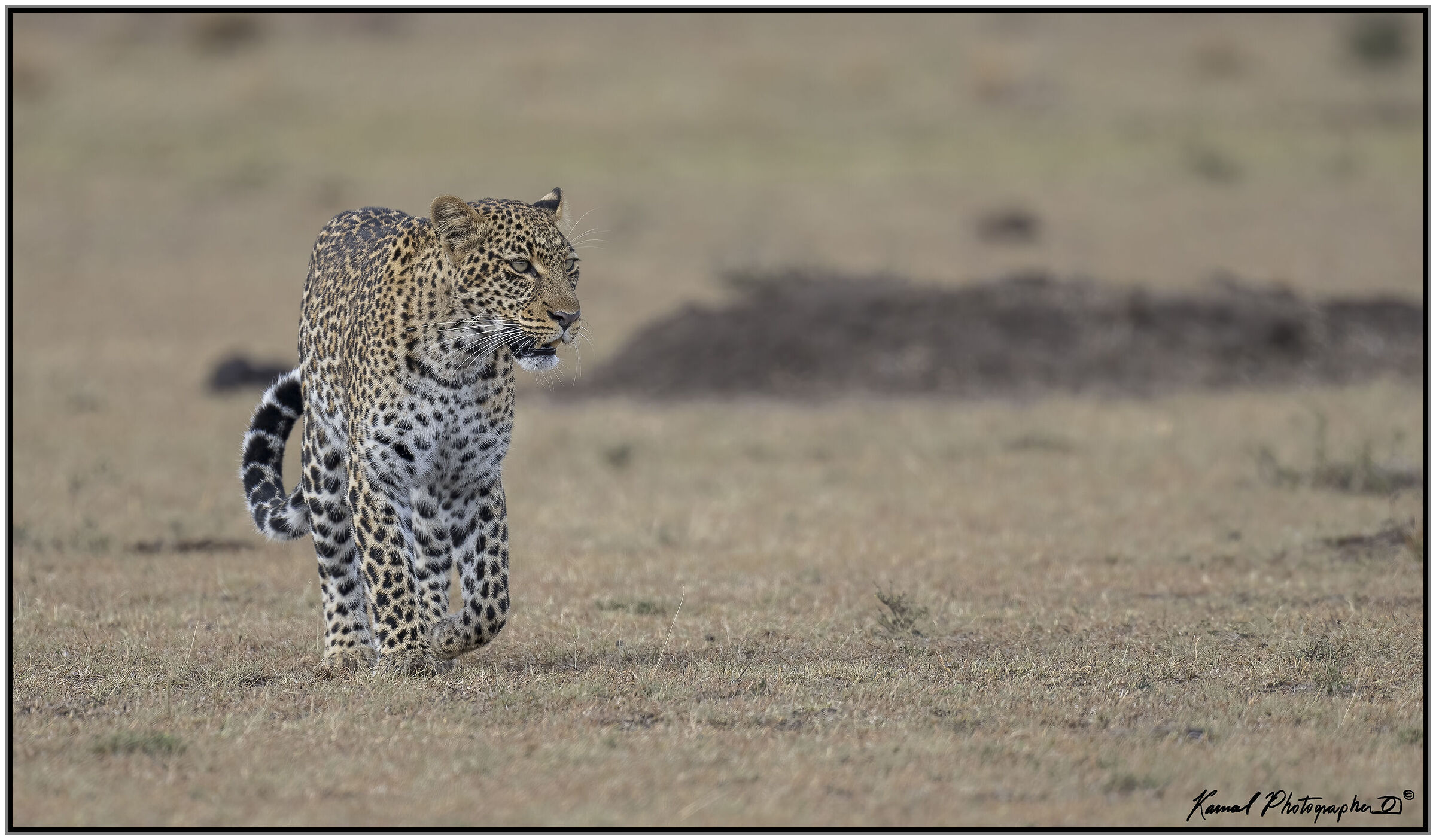 Panthera pardus