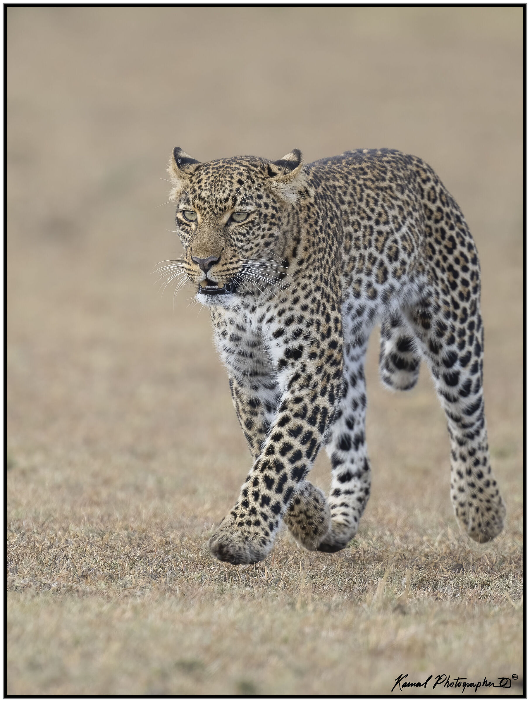 Panthera pardus