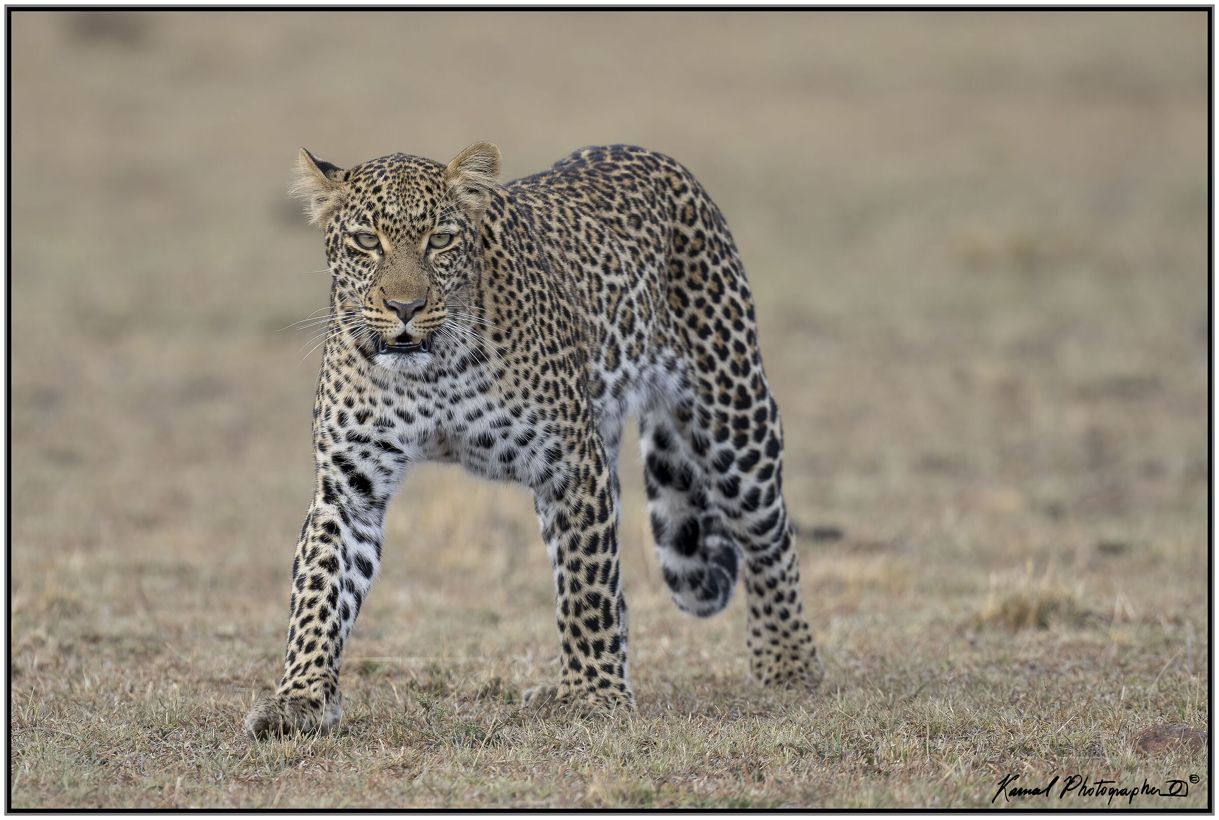Panthera pardus