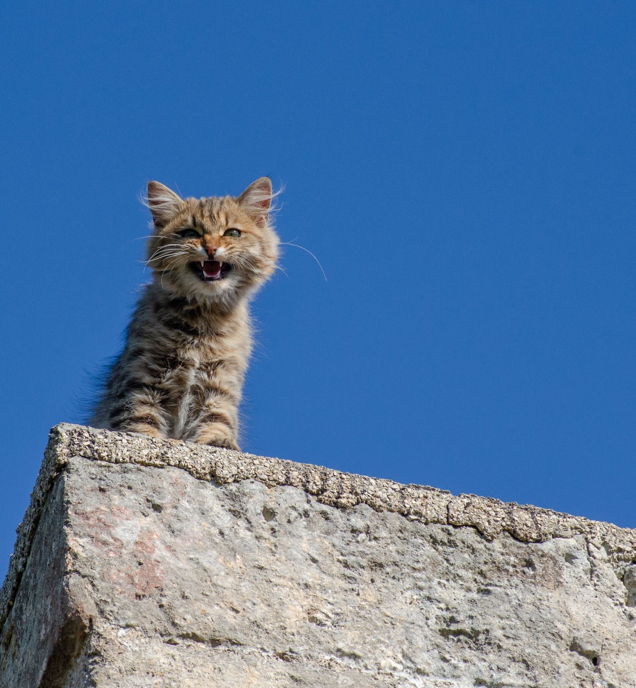 Matisse sul terrazzo