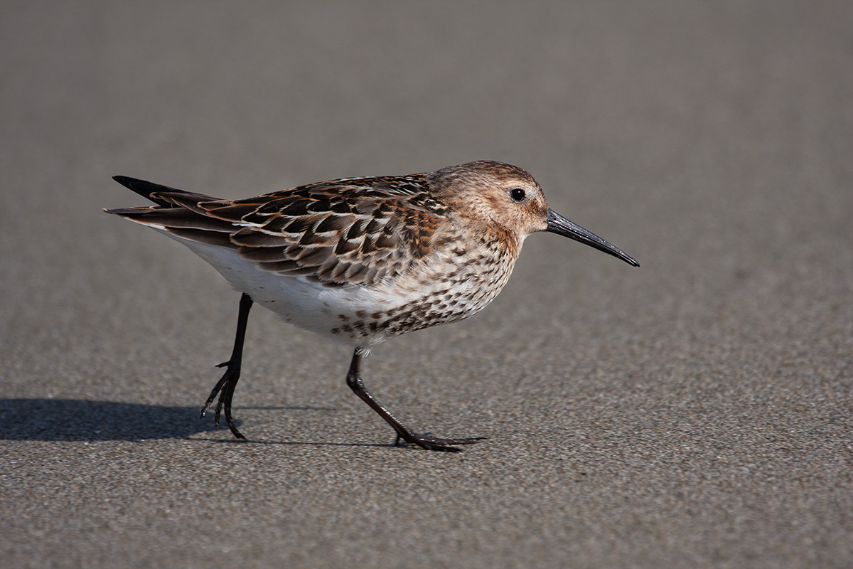 Pivanello pancianera