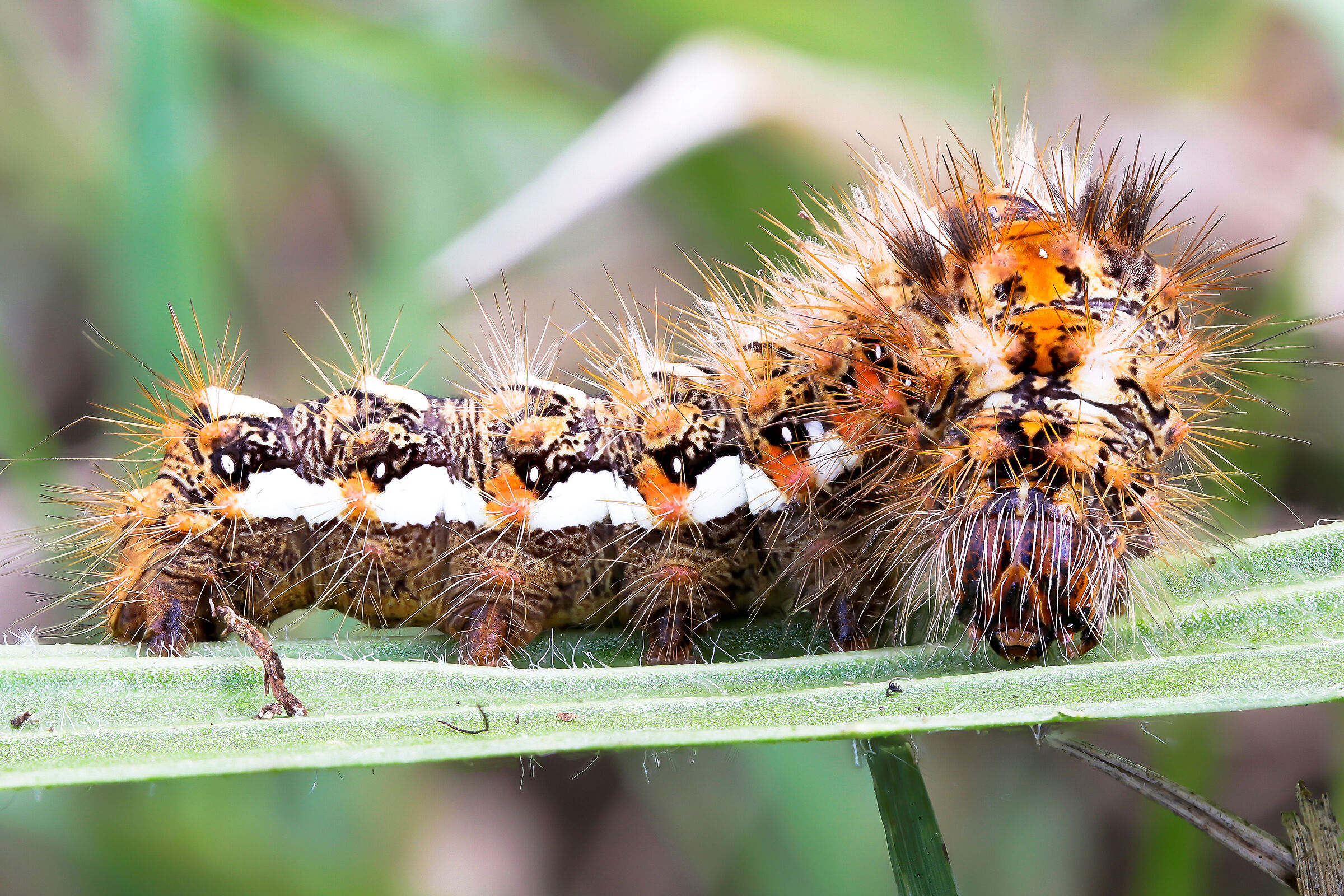 Acronicta rumicis