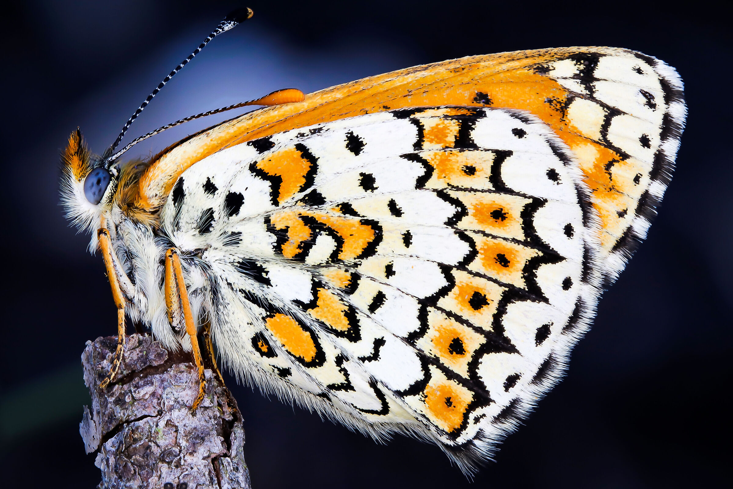 Euphydryas aurinia