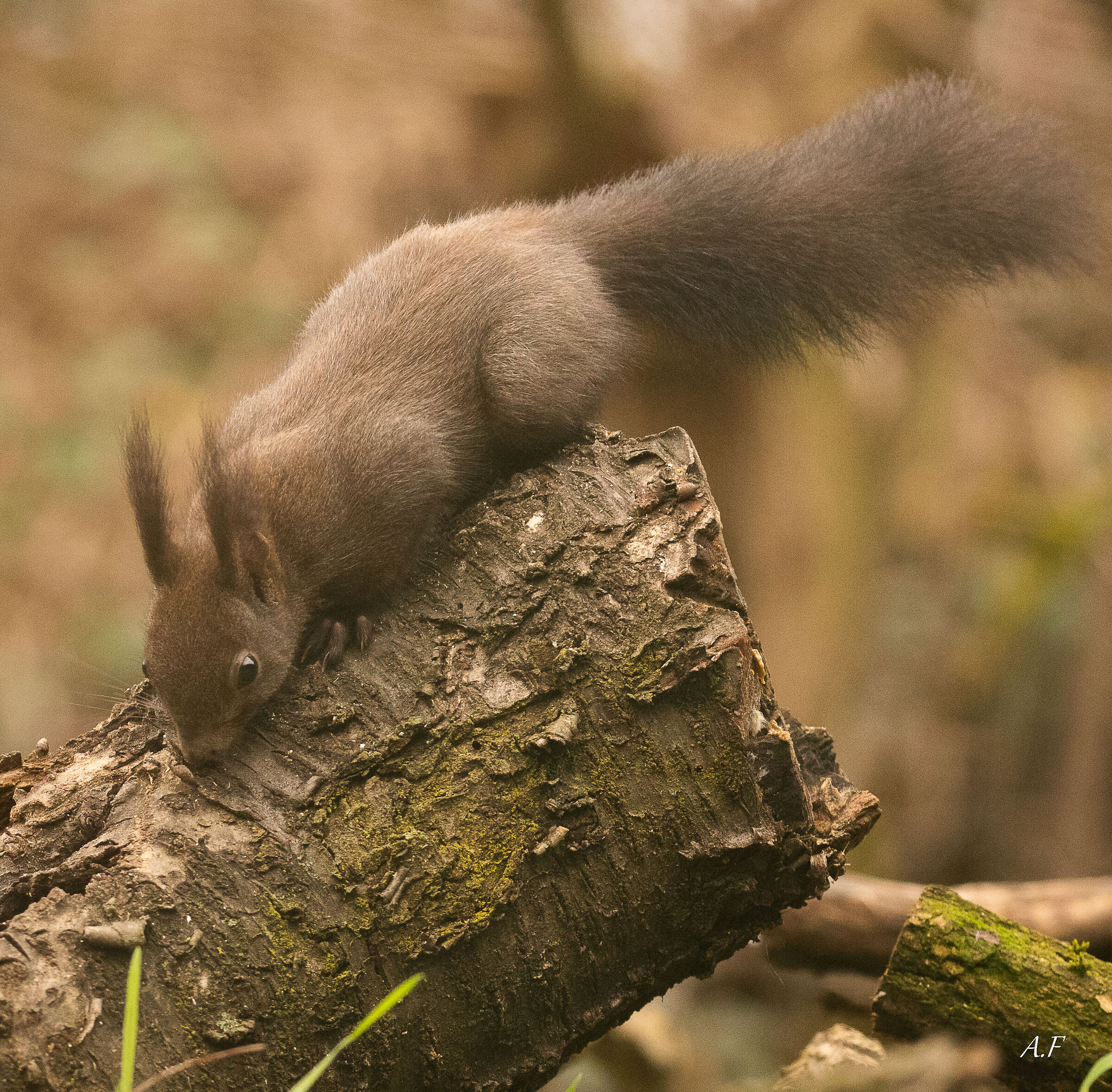 Black Squirrel