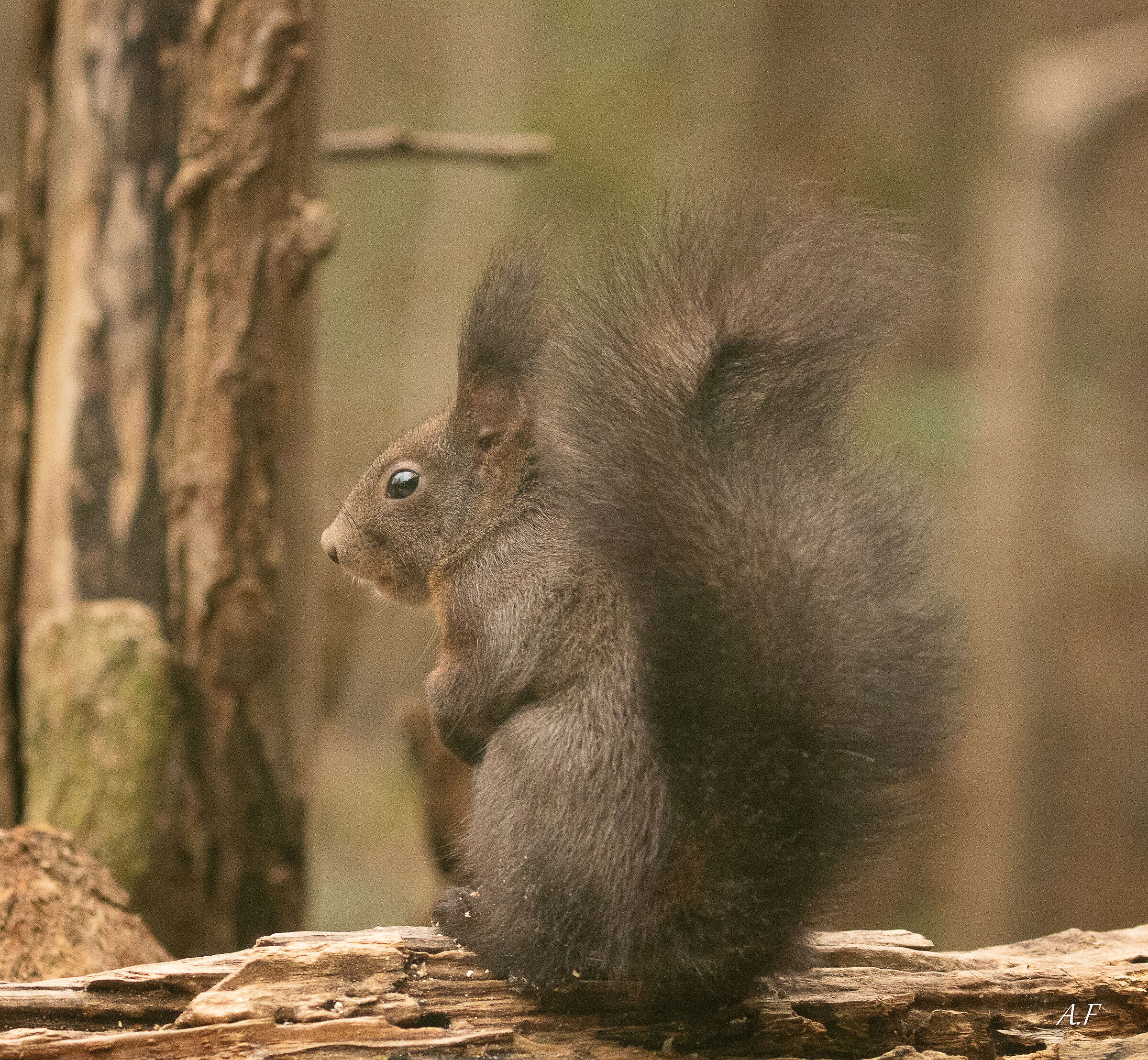 Black Squirrel
