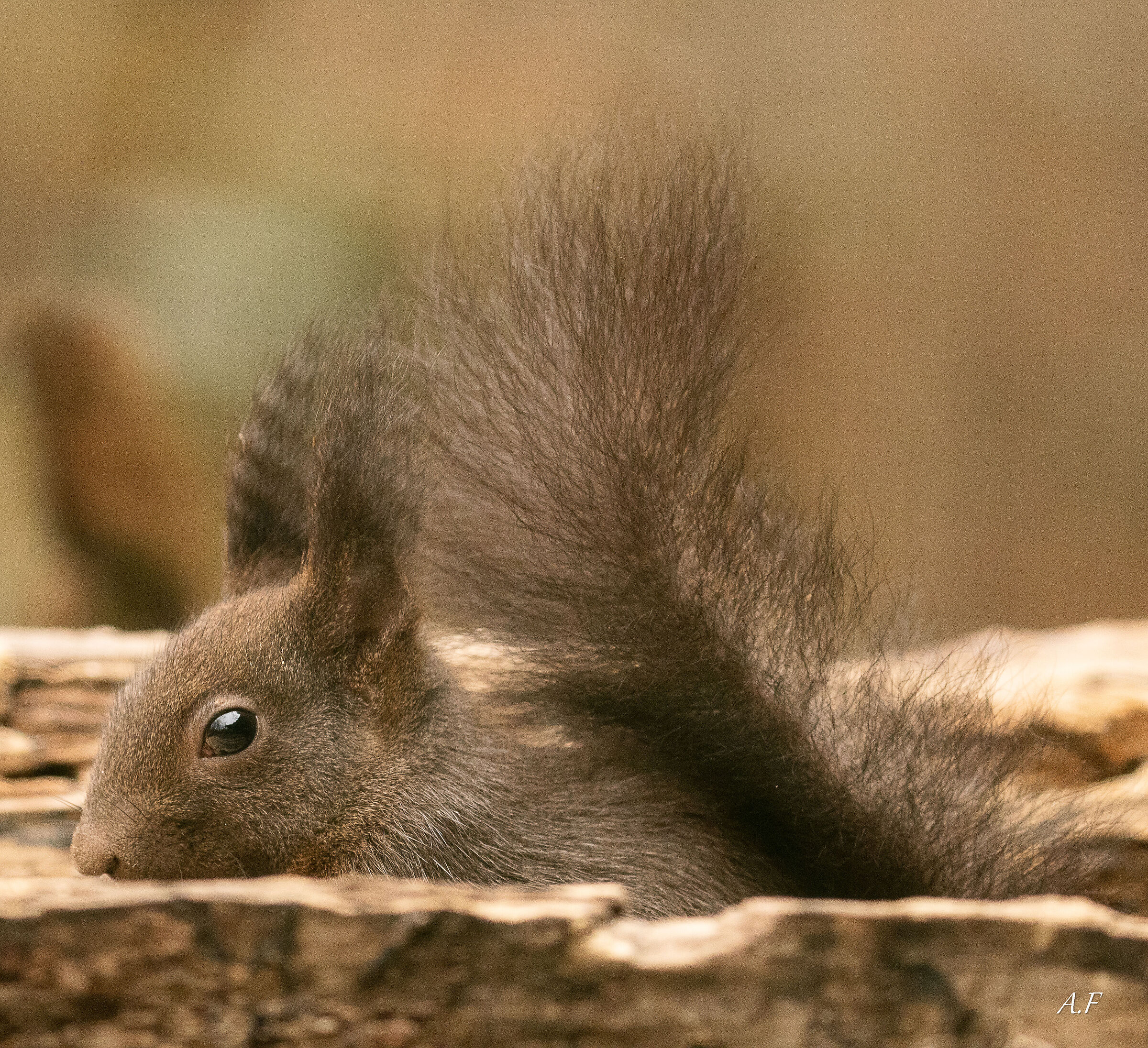 Black Squirrel