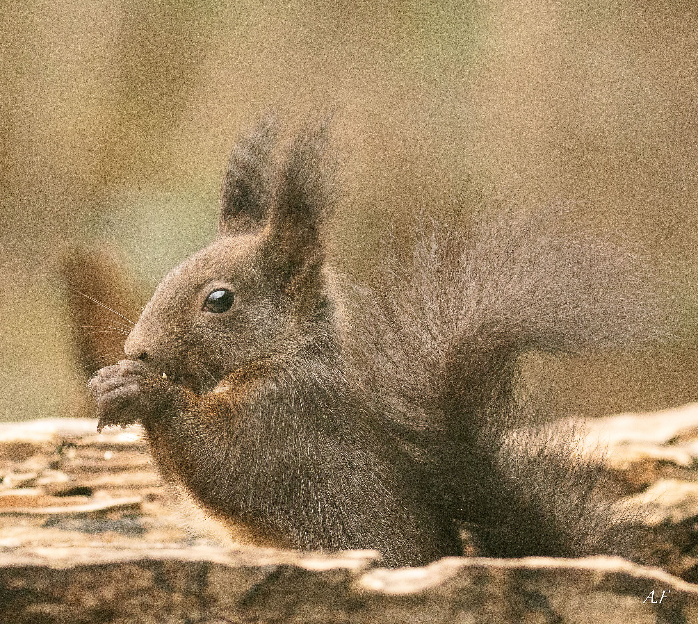 Black Squirrel