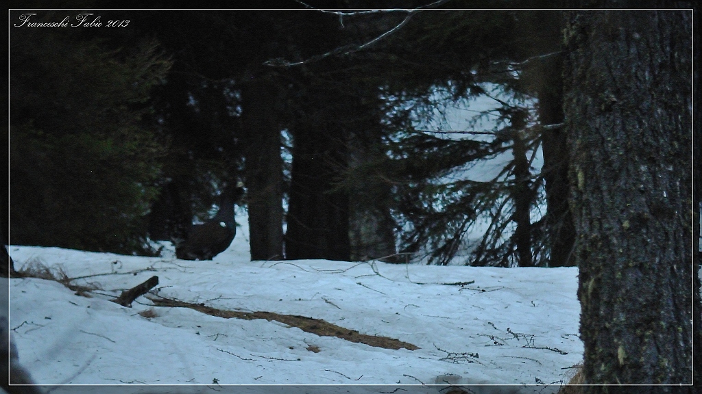 The King of the grouse!