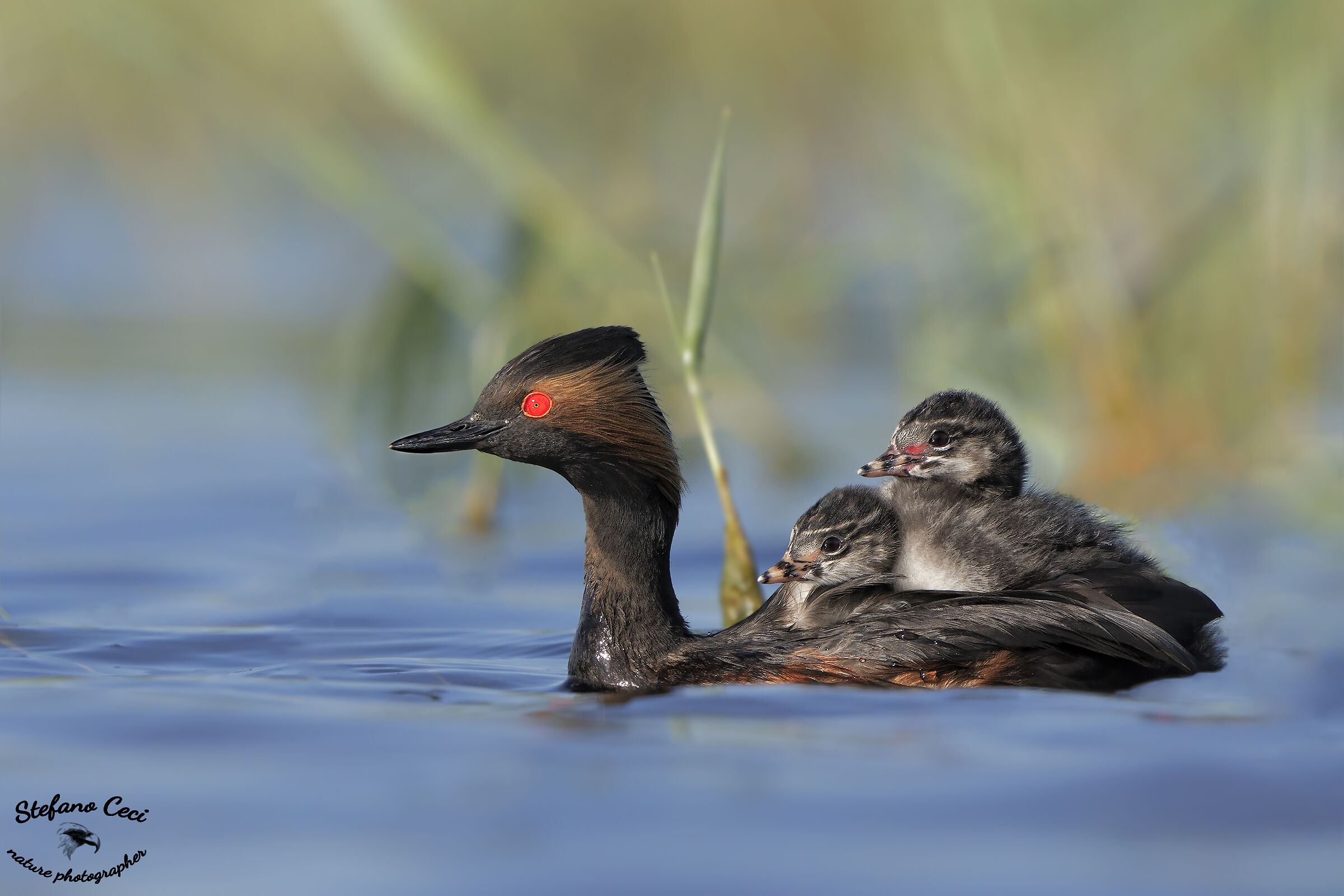 Lesser Grebe
