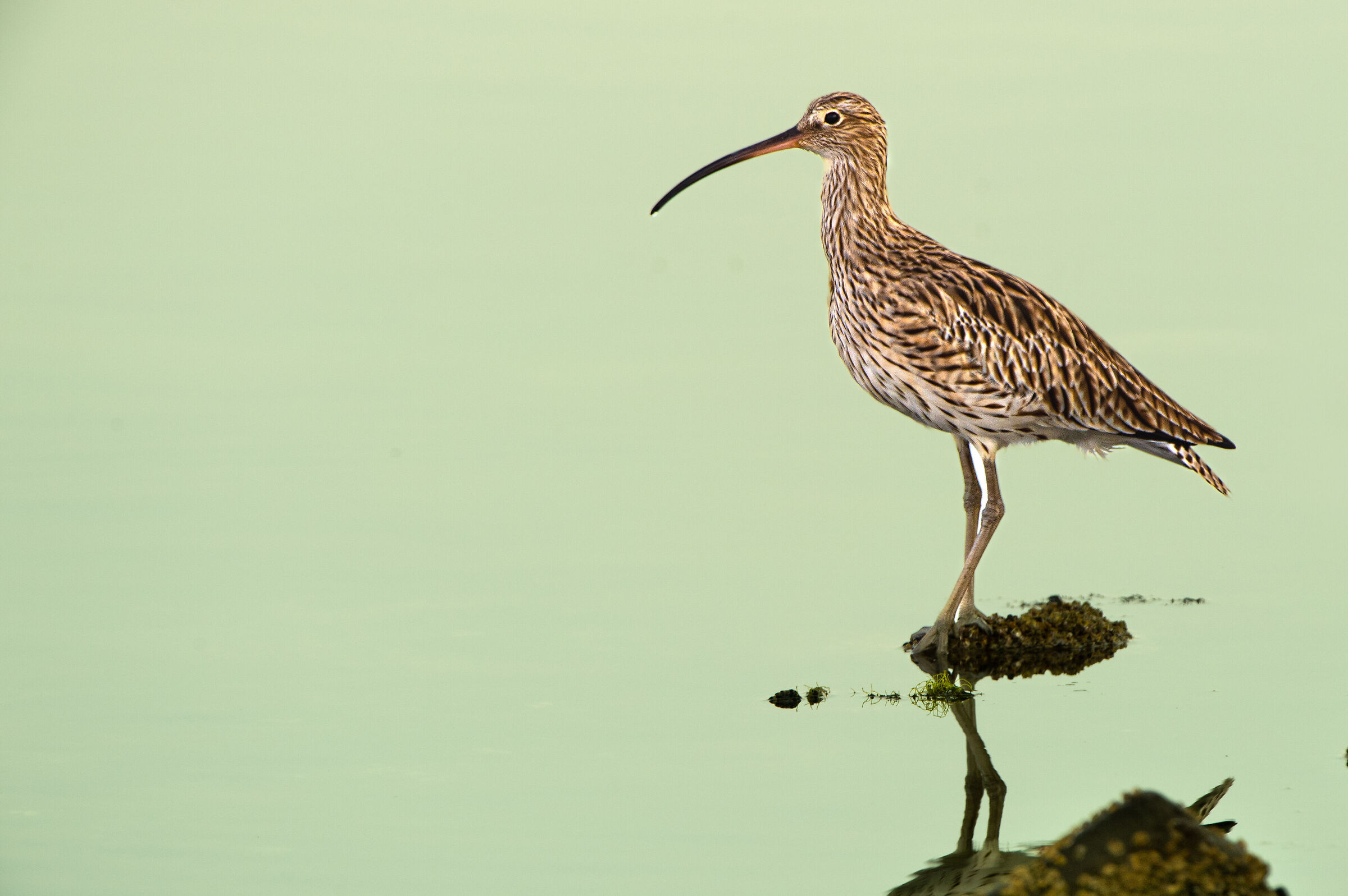 Curlew