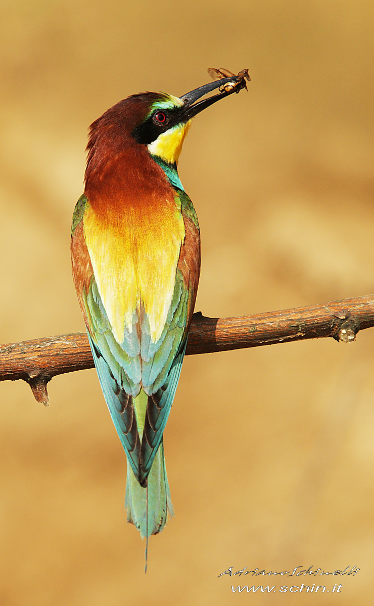 European bee-eater