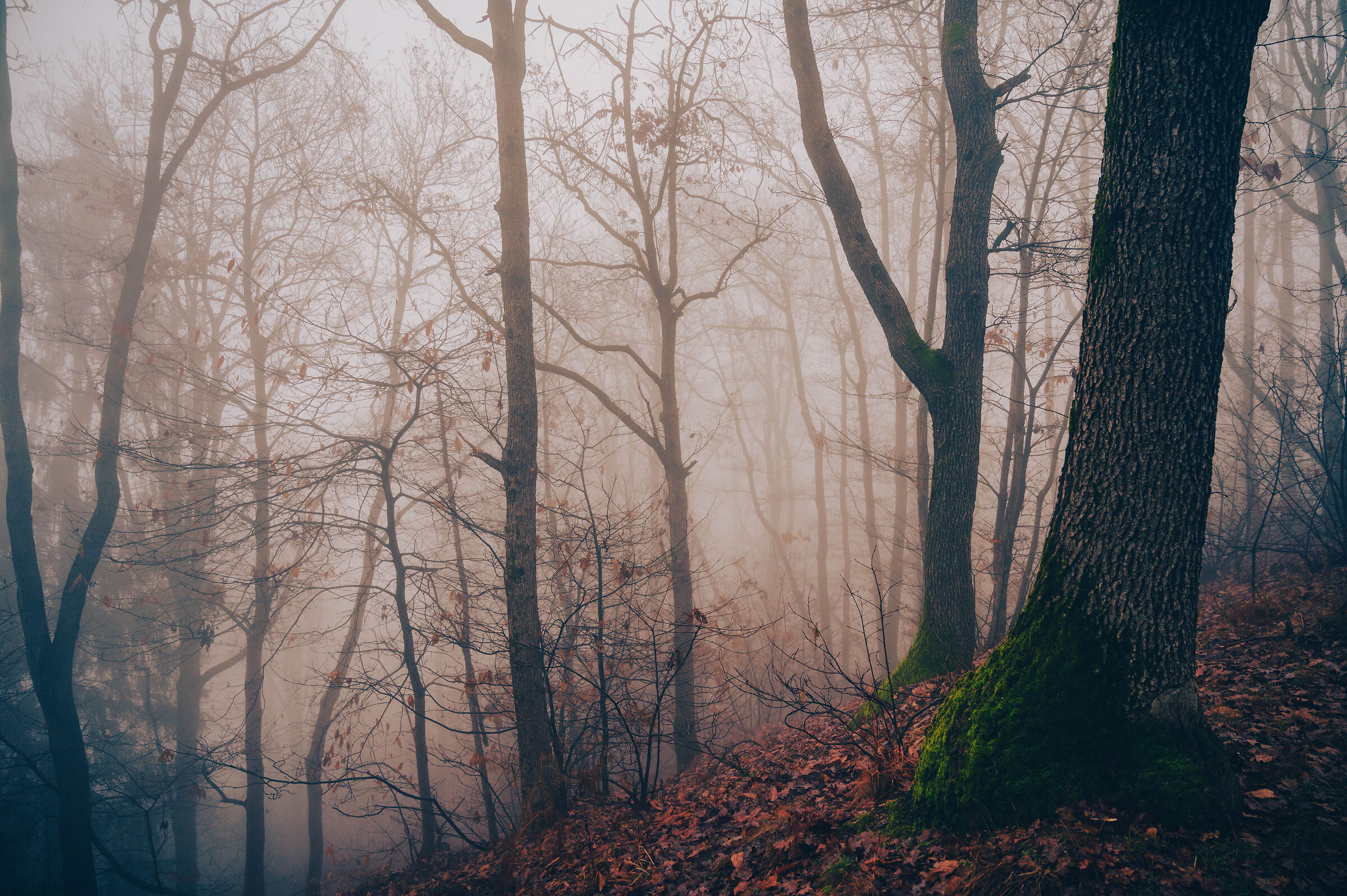 Untitled Photo