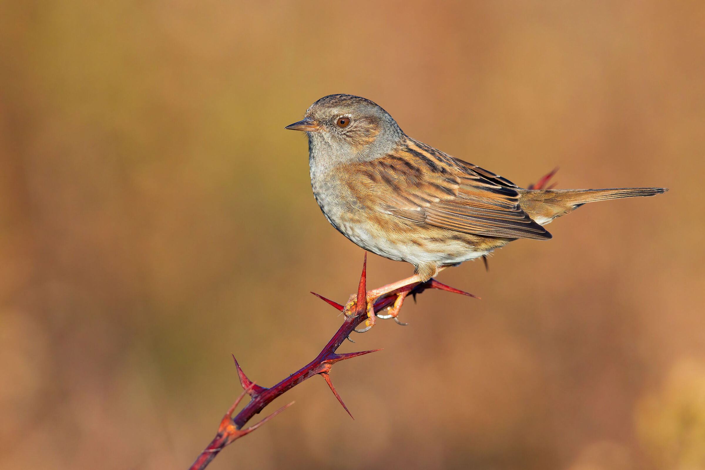 Dunnock