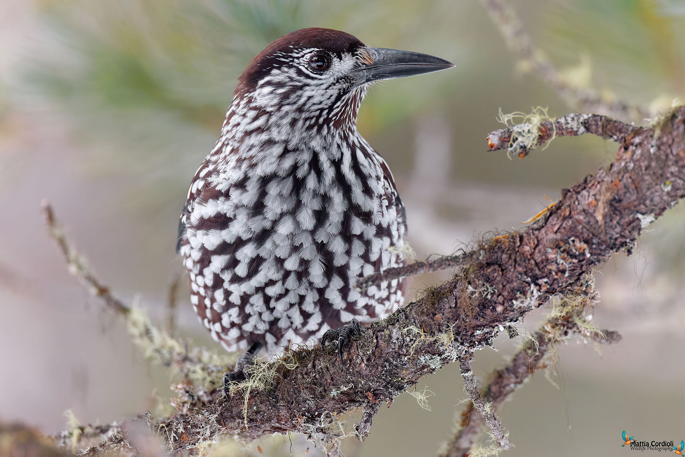 Spotted nutcracker