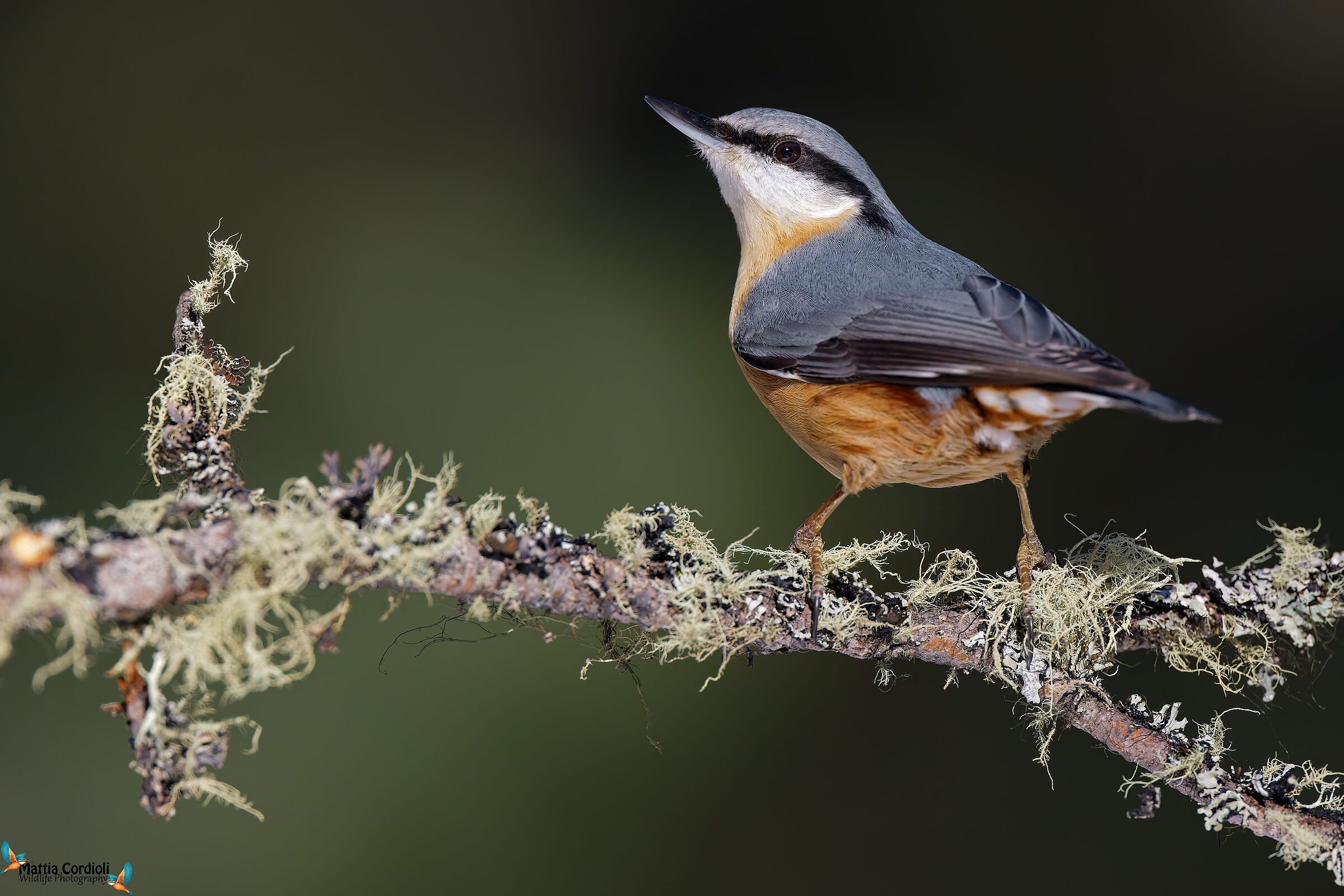 wood nuthatch