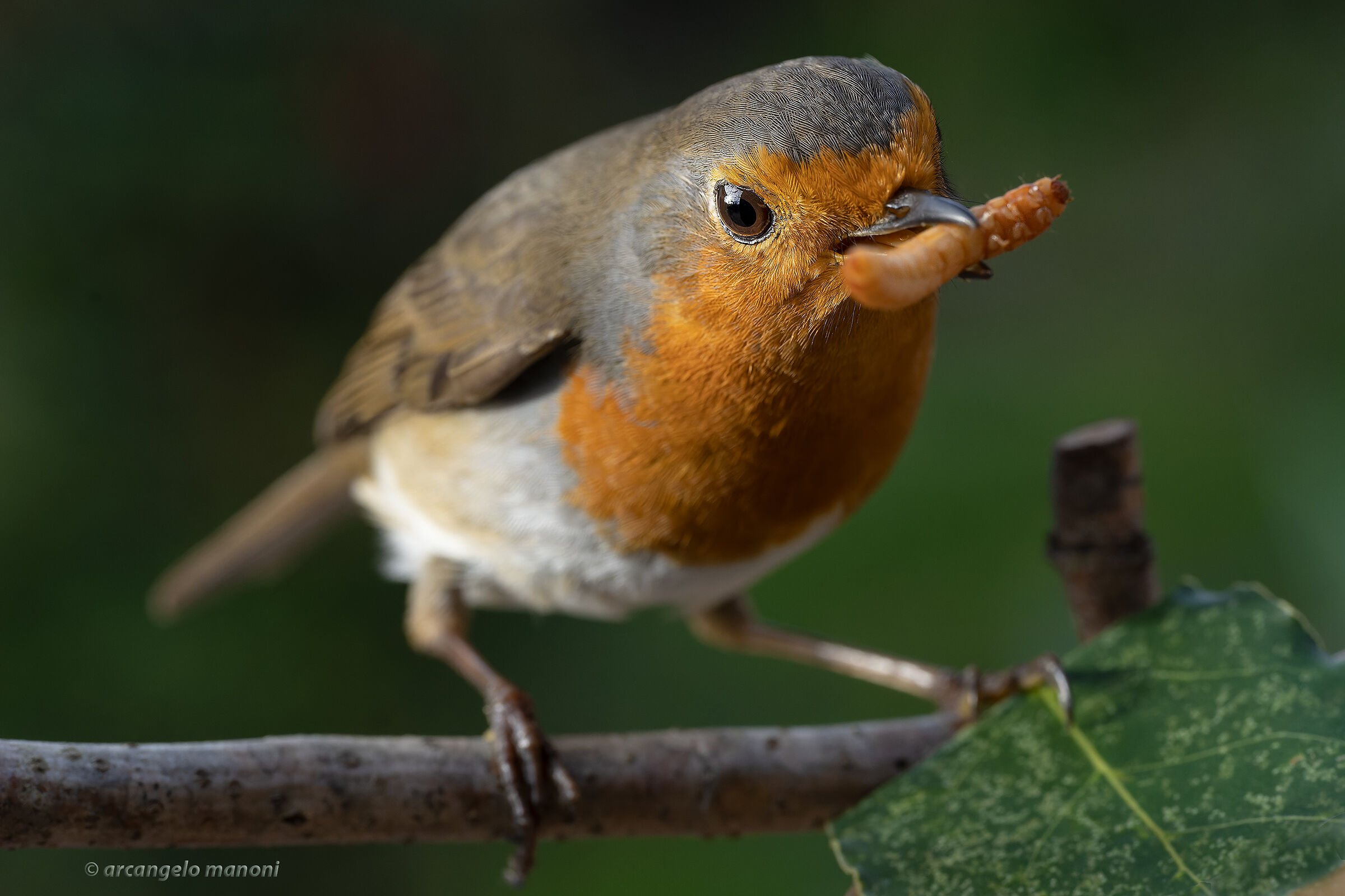 The hunt for the robin's mealworm