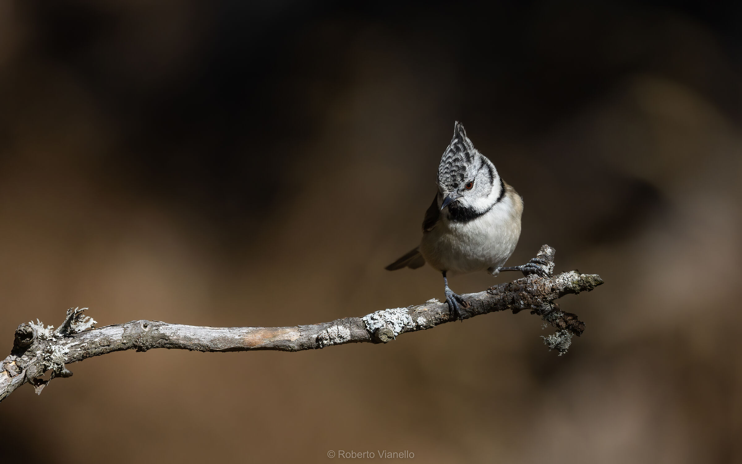 Cincia dal ciuffo (Lophophanes cristatus)