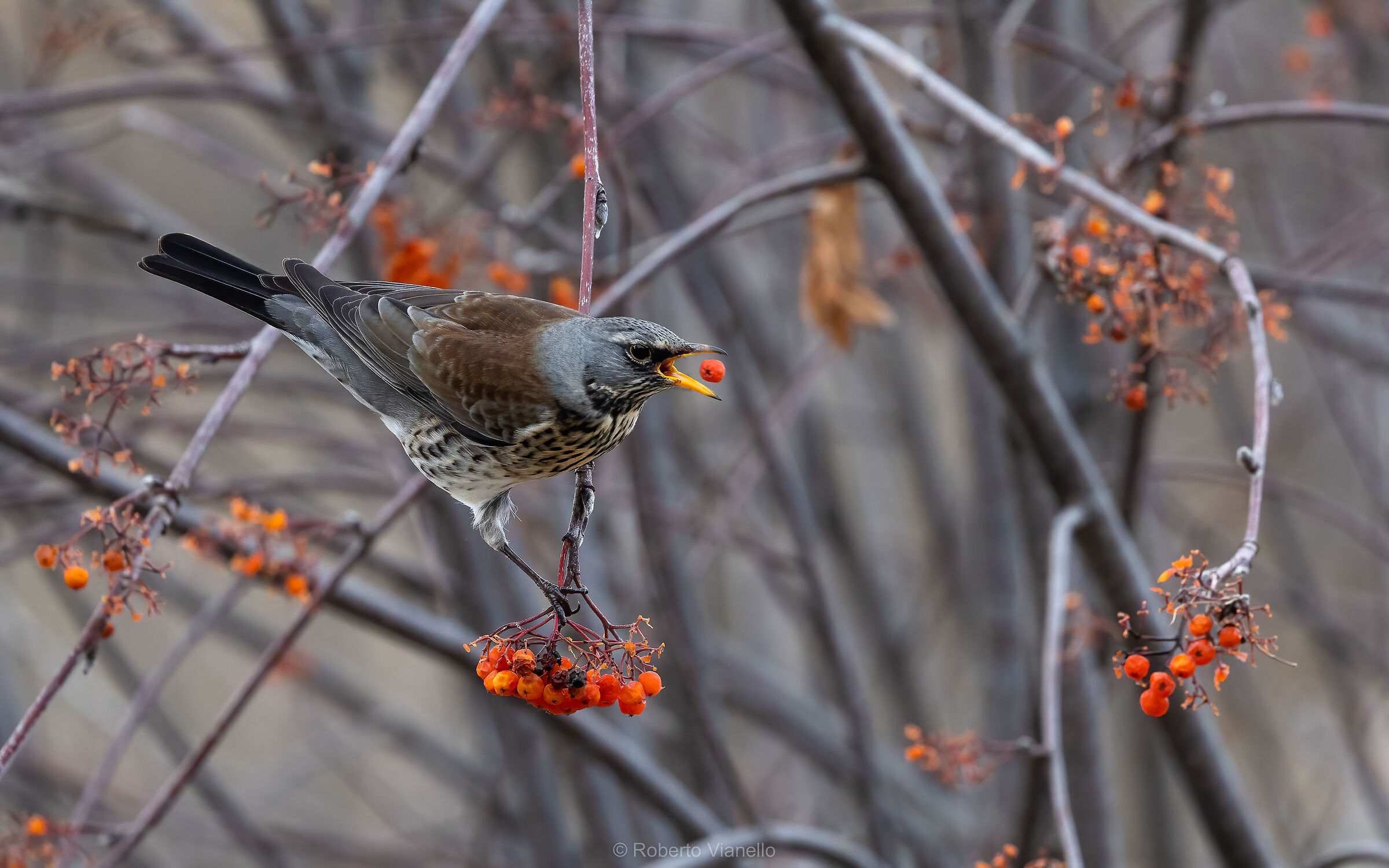 Cesena (Turdus pilaris)
