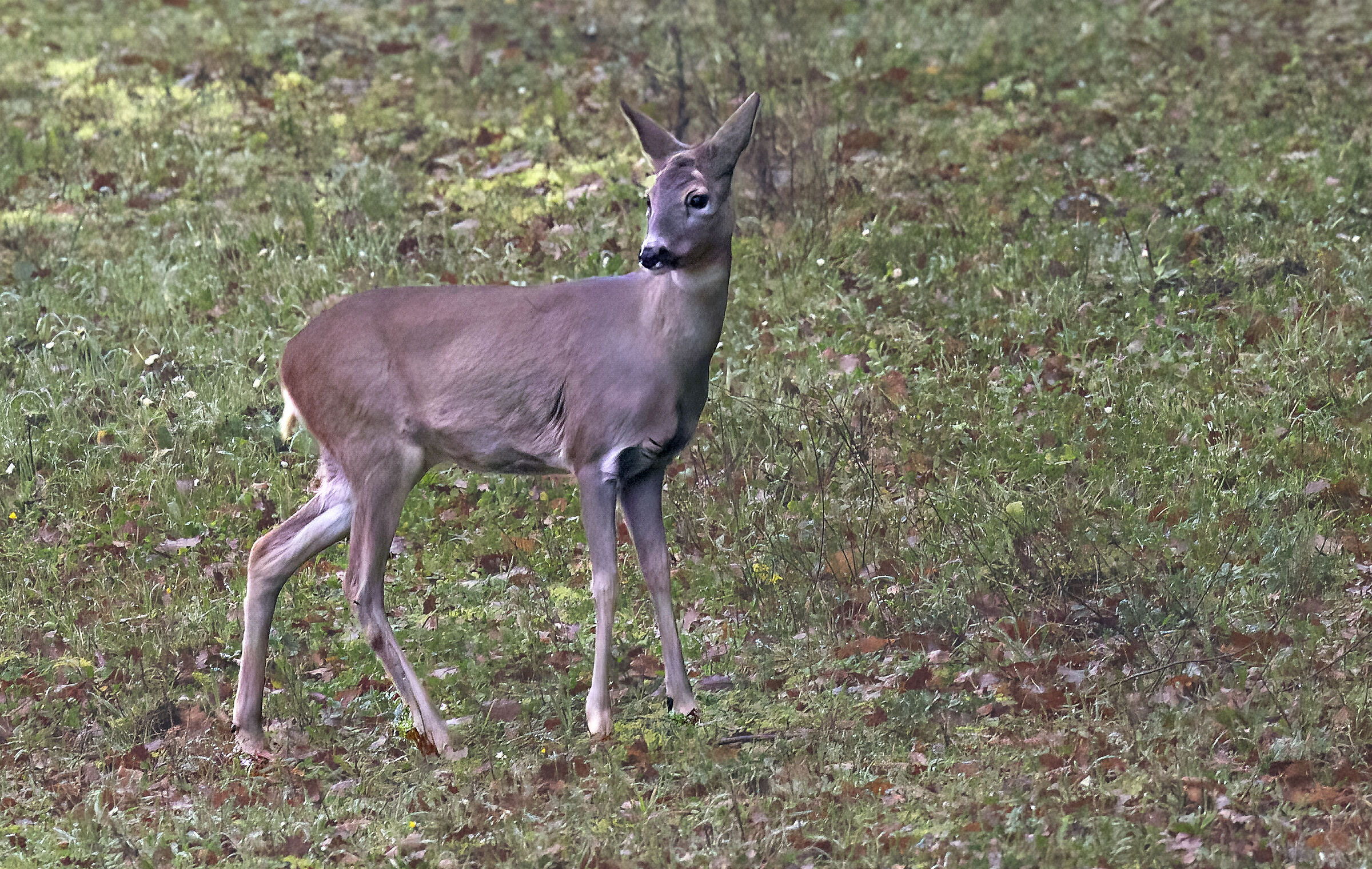 Roe deer at San Bartolo Pesaro Park