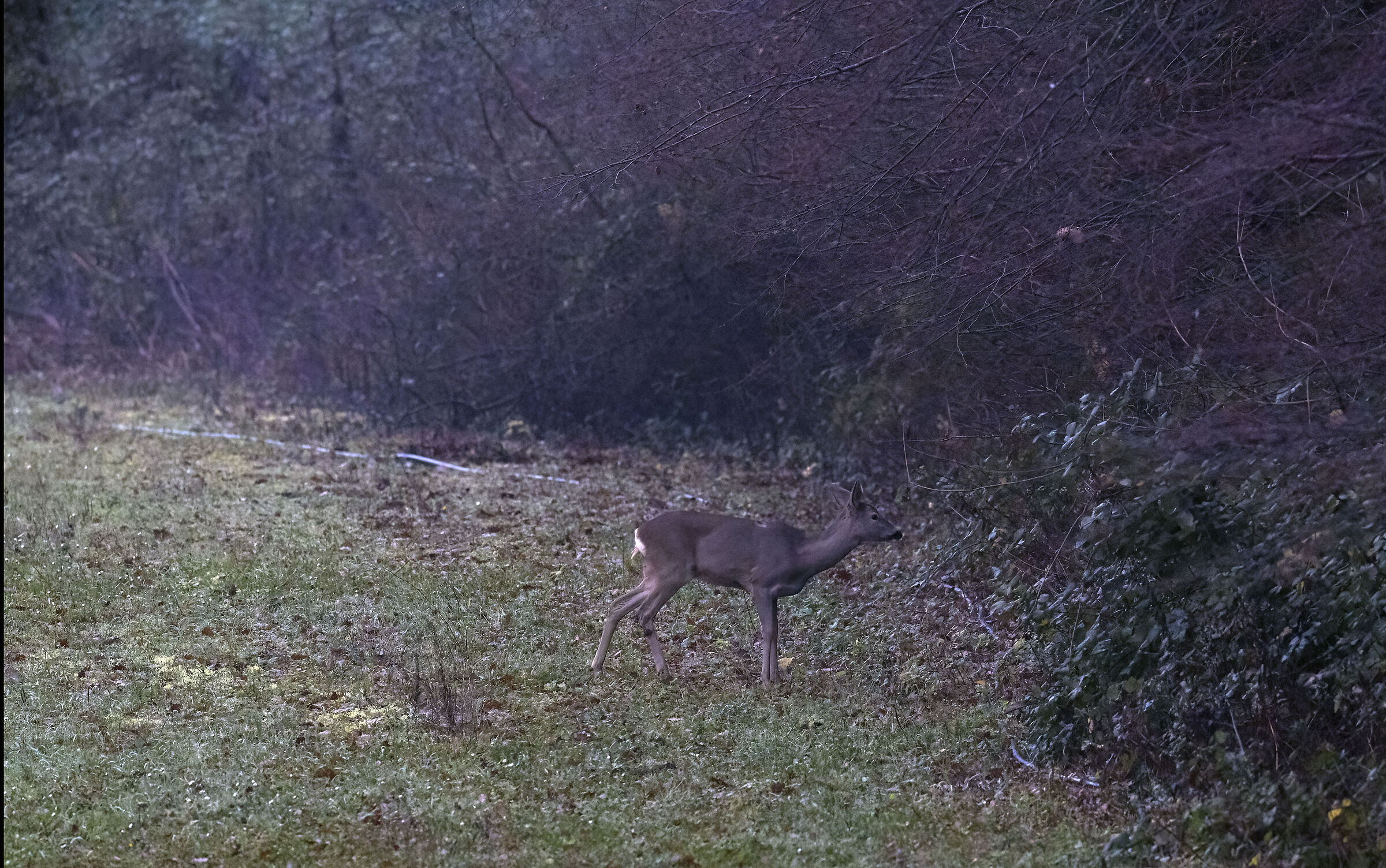 Roe deer at San Bartolo Pesaro Park