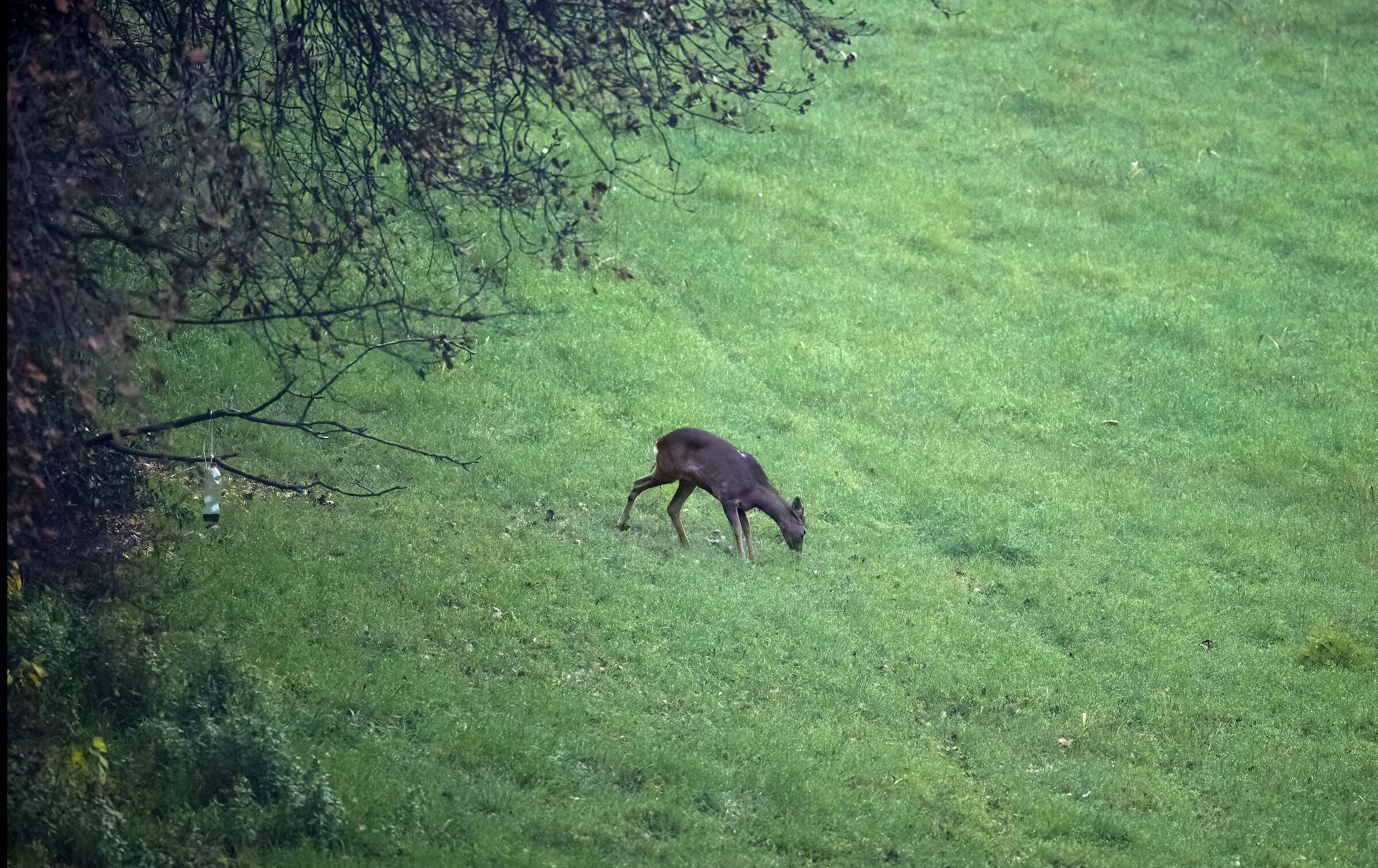 Roe deer at San Bartolo Pesaro Park