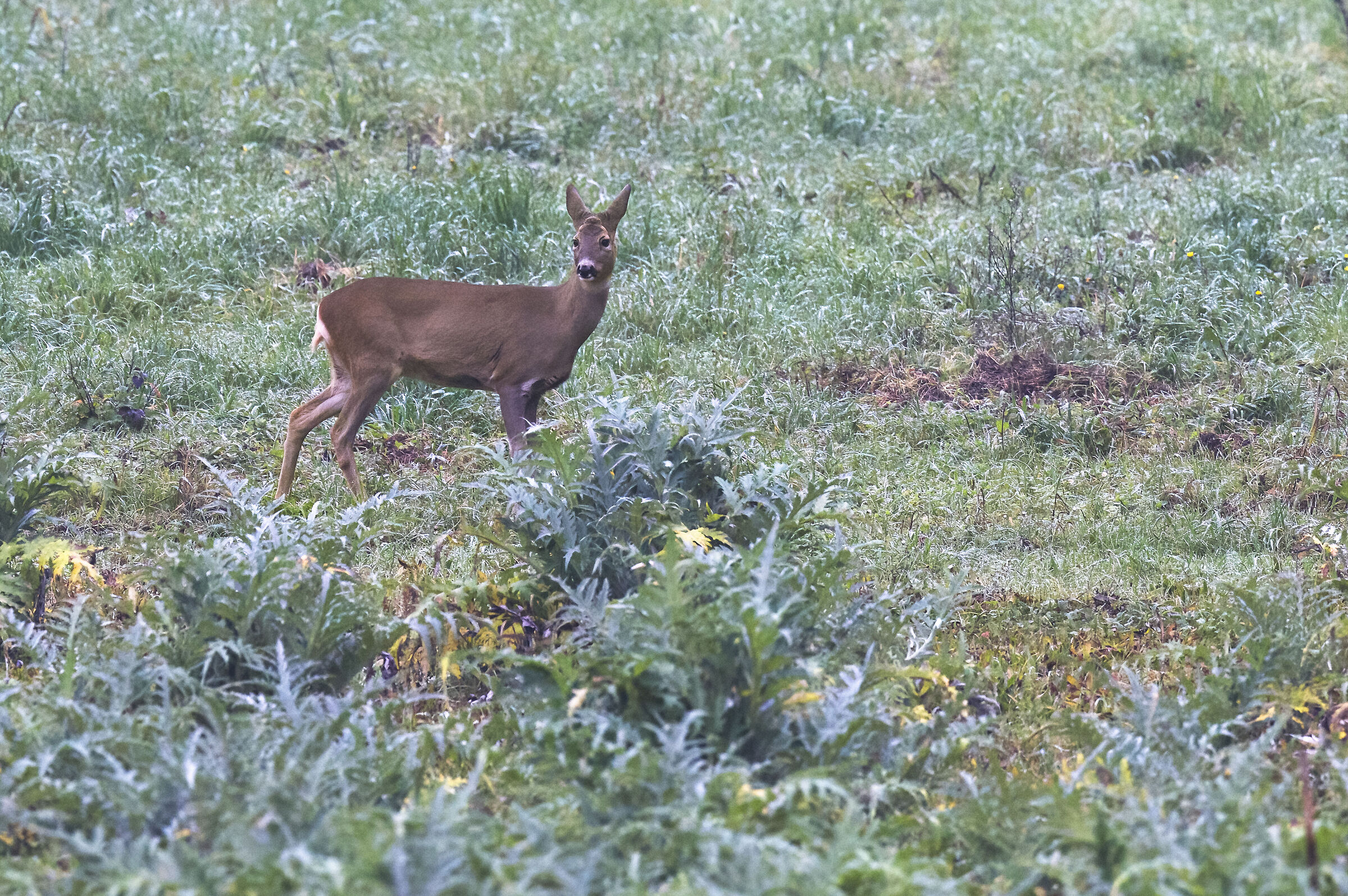 Roe deer at San Bartolo Pesaro Park