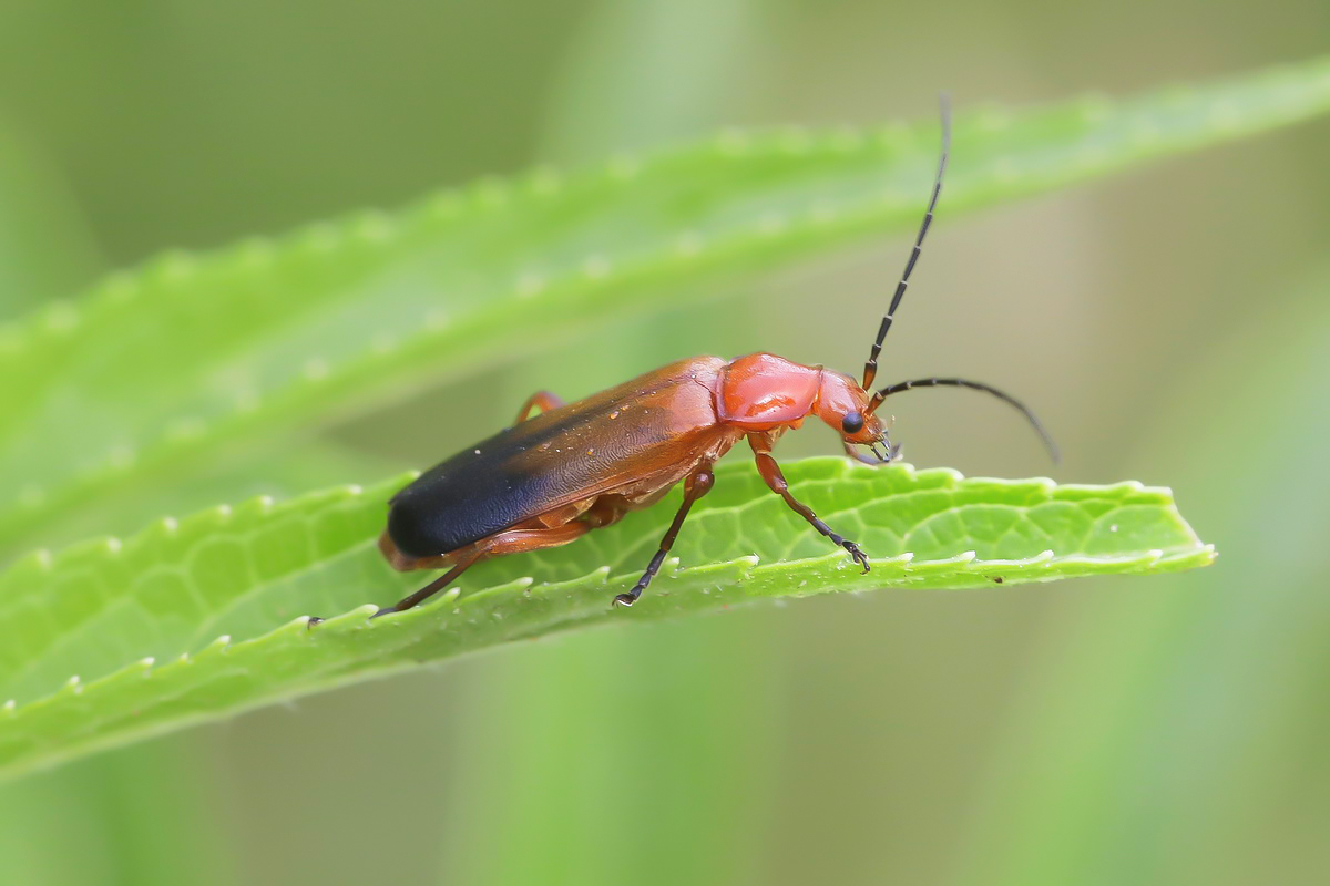 Carpocoris sp.