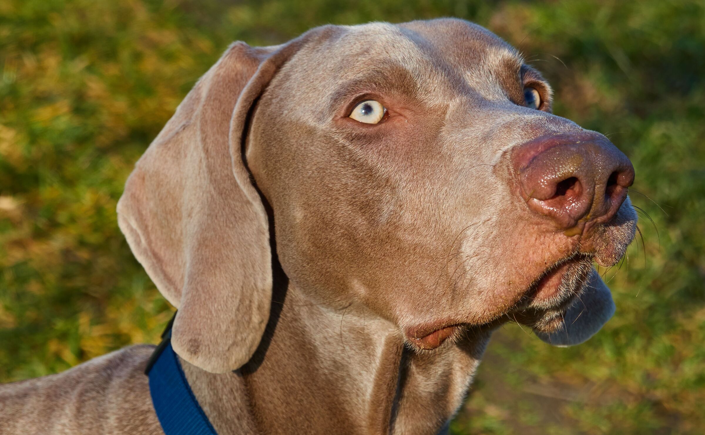 Lo sguardo attento di Thor