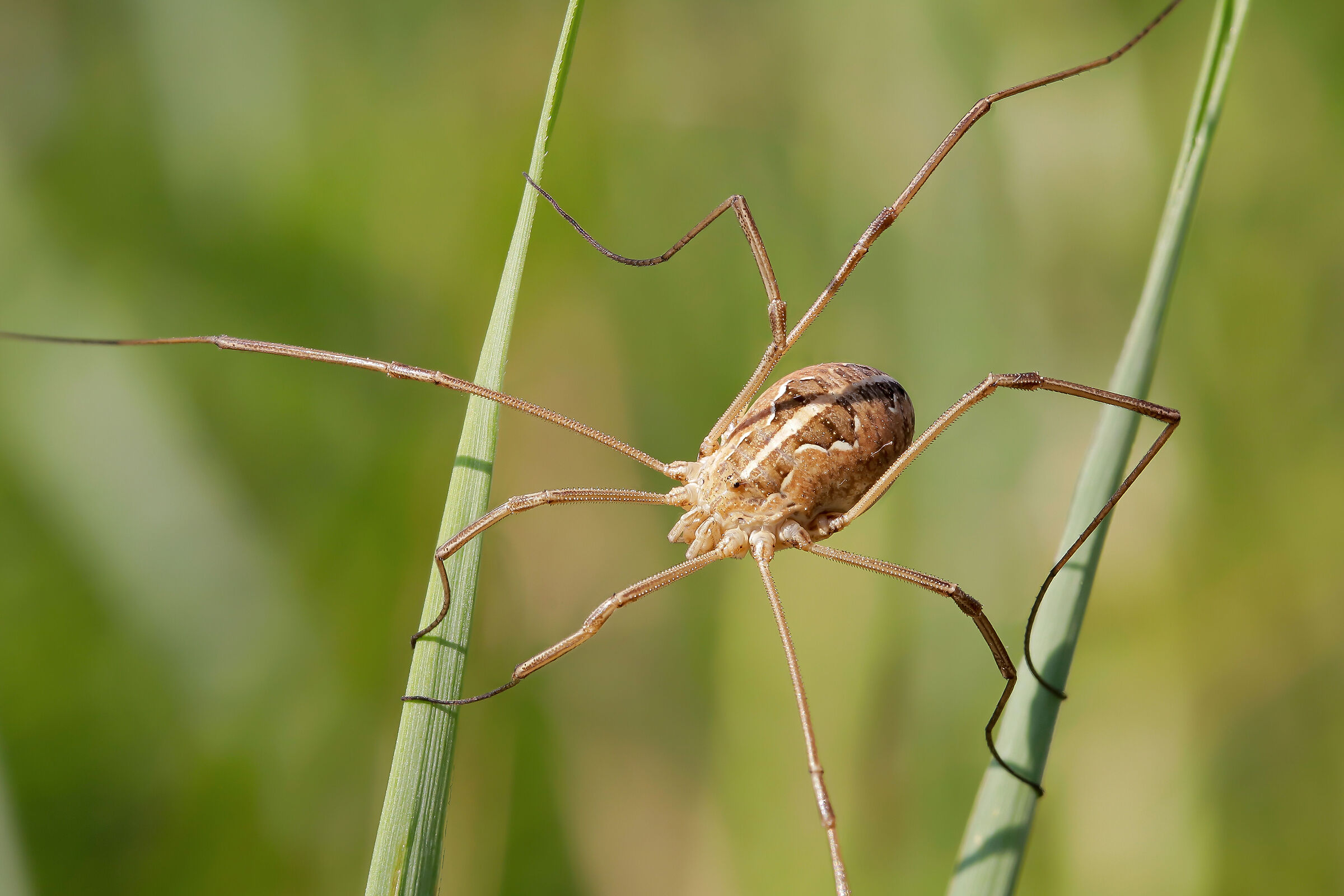 Metaphalangium propinquum