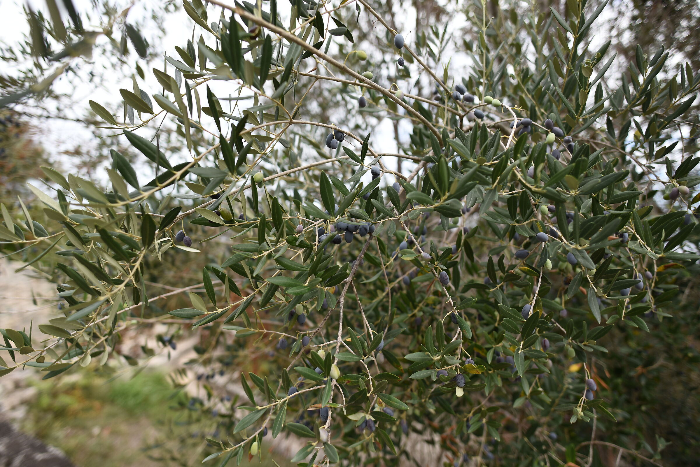 " Olive " Otus Zeiss 28, 1.4- Nikon D 750