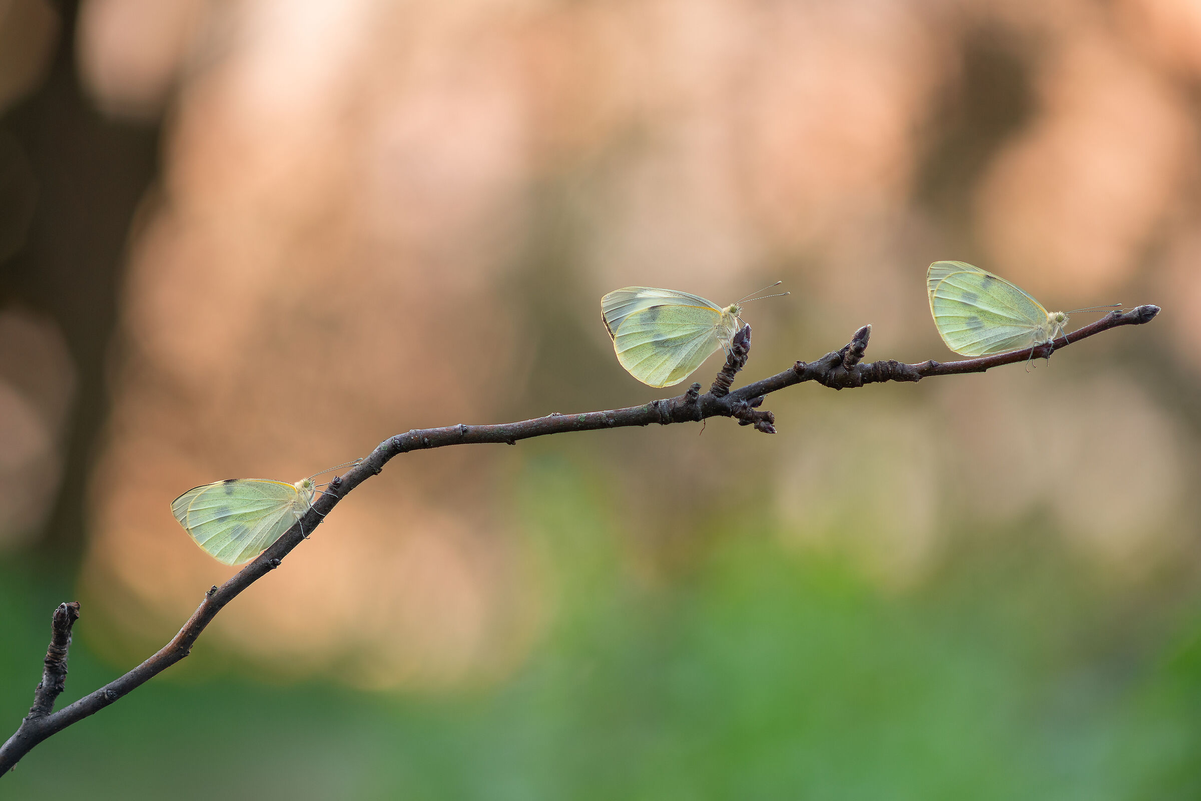 Pieris brassicae alle prime luci
