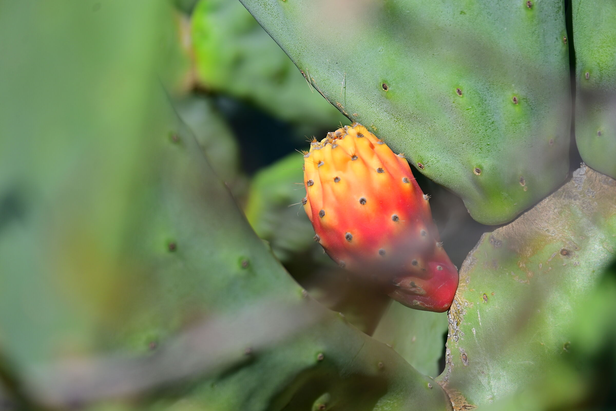 Prickly pear