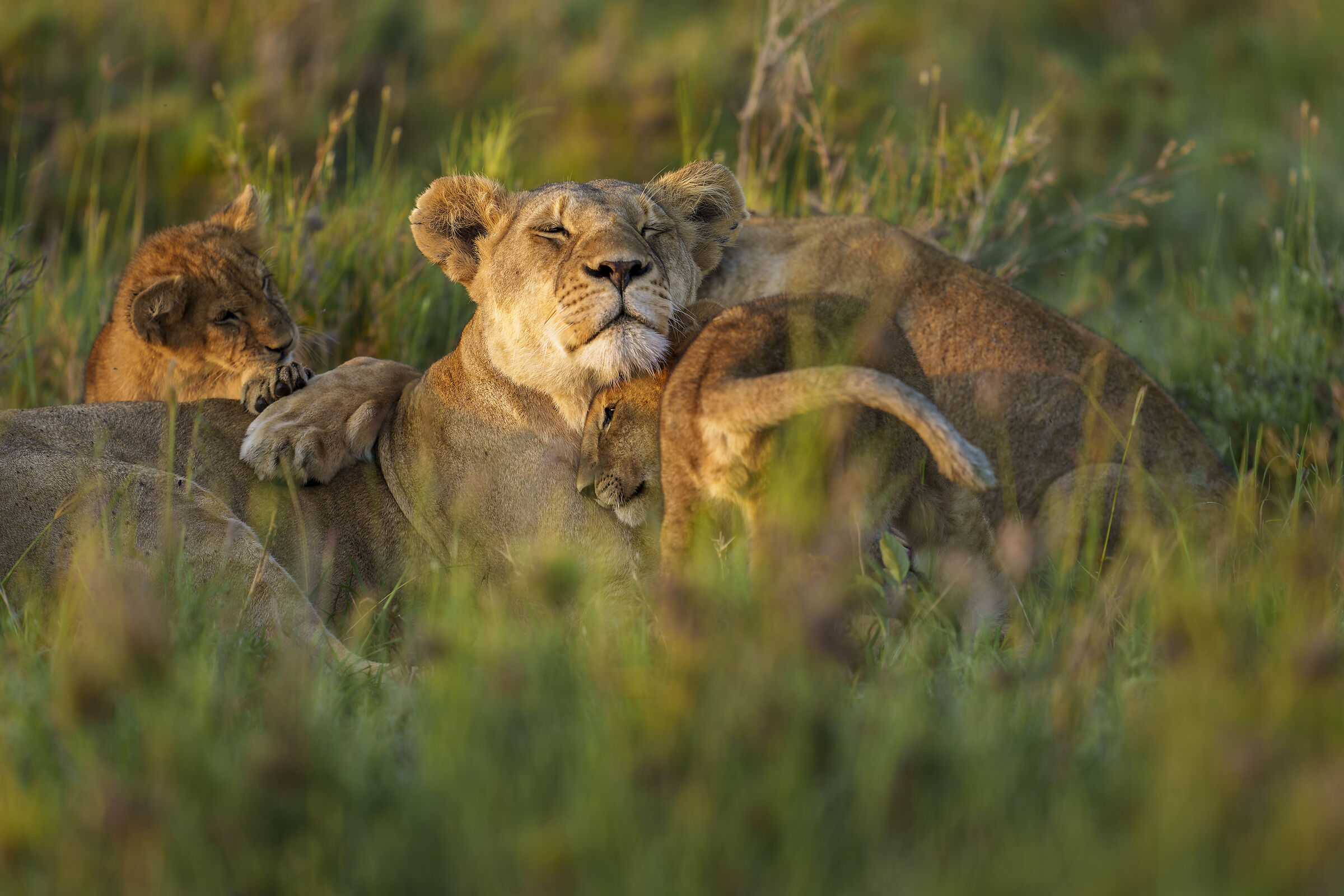Lions, Serengeti.