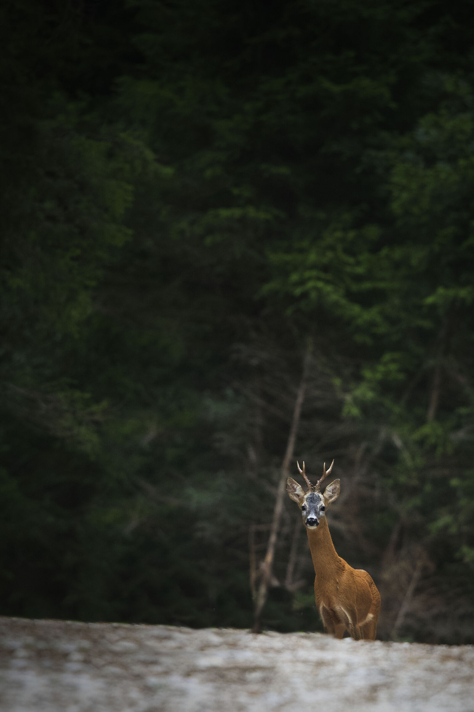 Untitled Photo