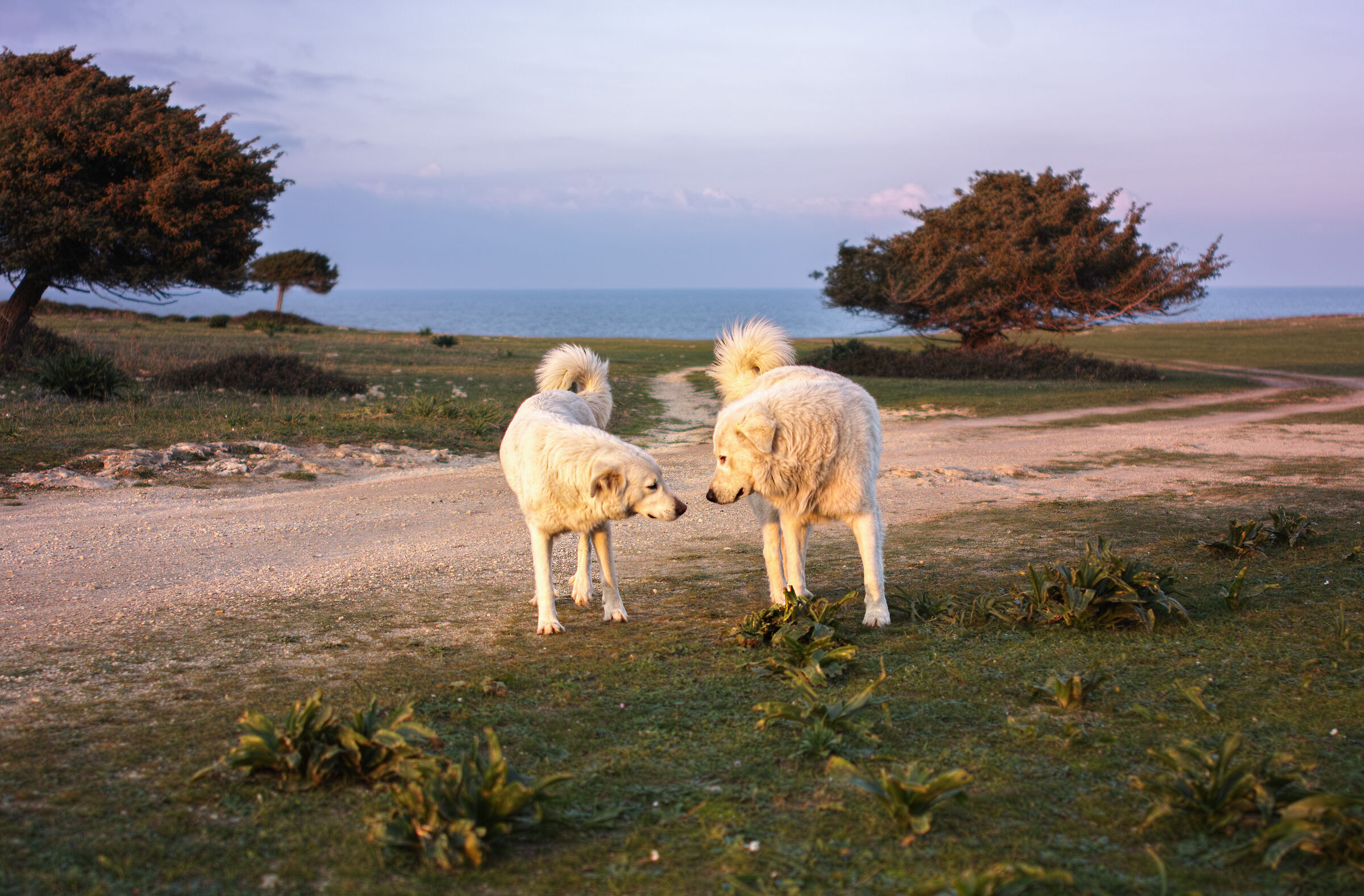 That tenderness of the evening