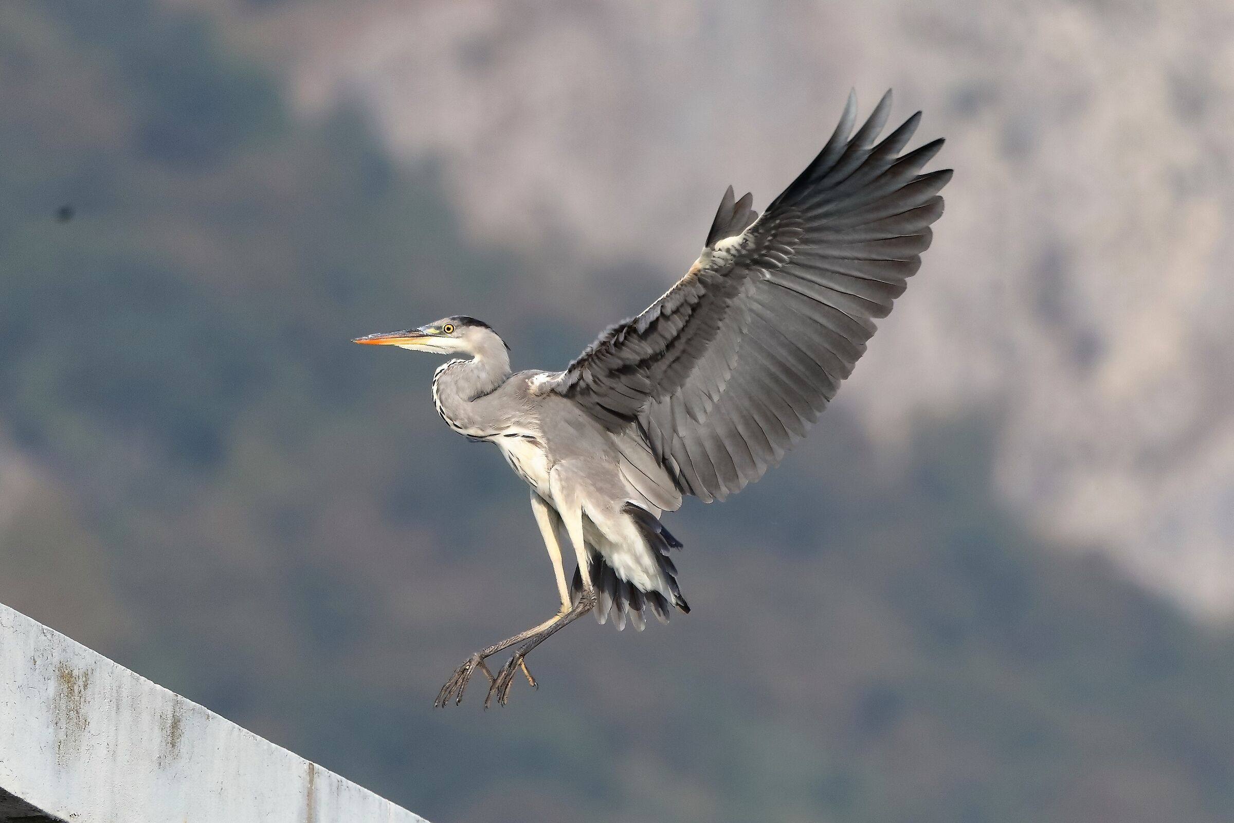 Cenerino ottobre 2022
