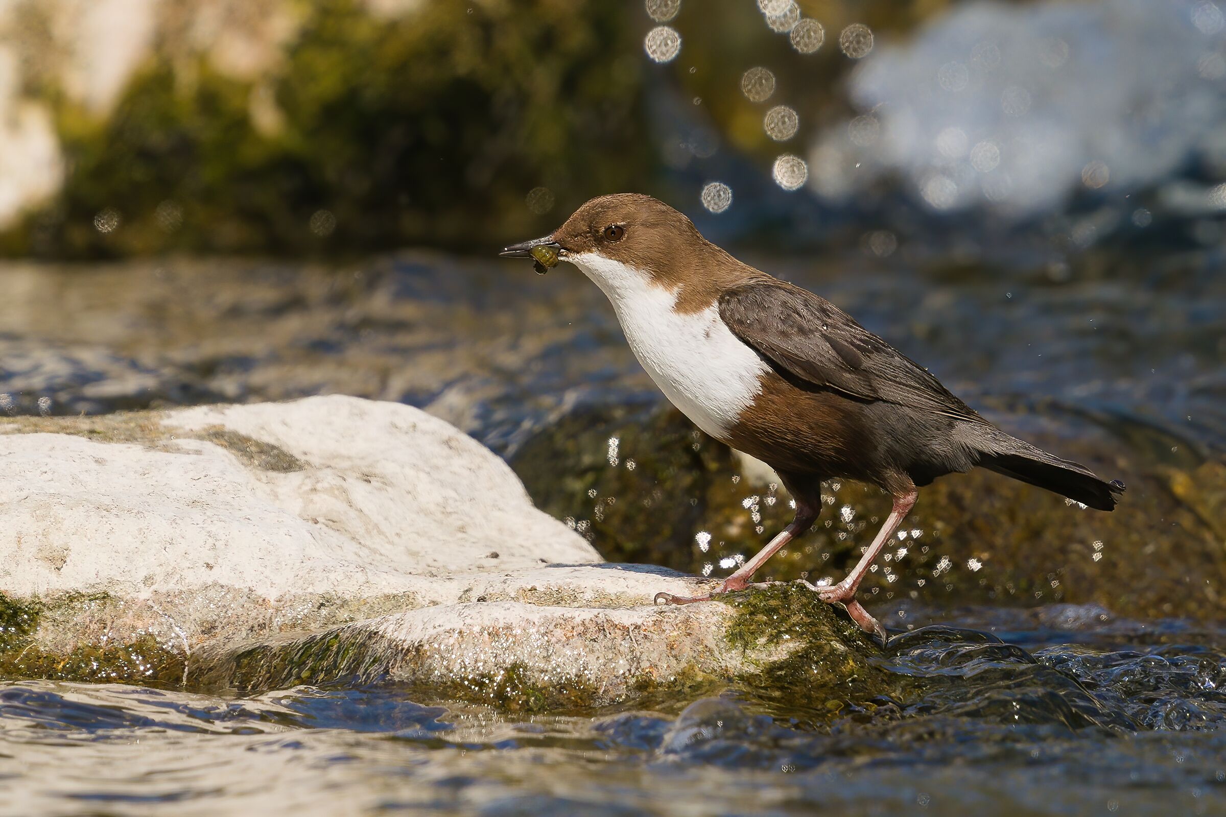 White-throated dipper