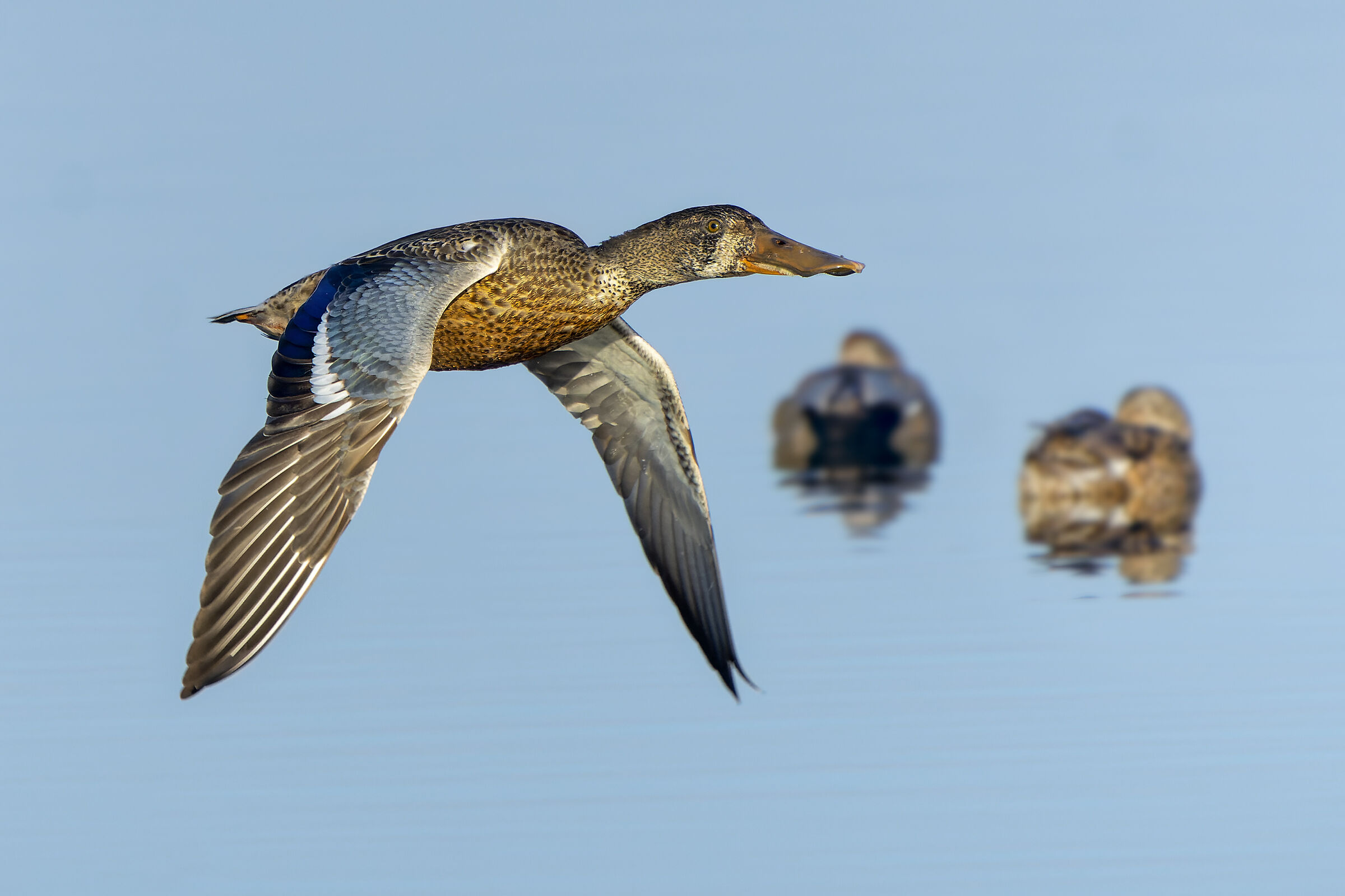 Mestolone maschio juv.