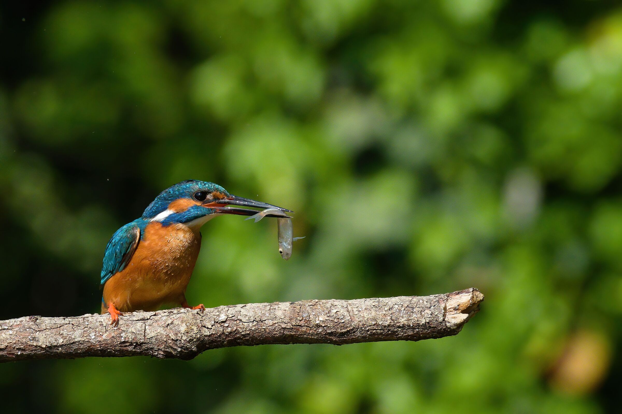 Kingfisher