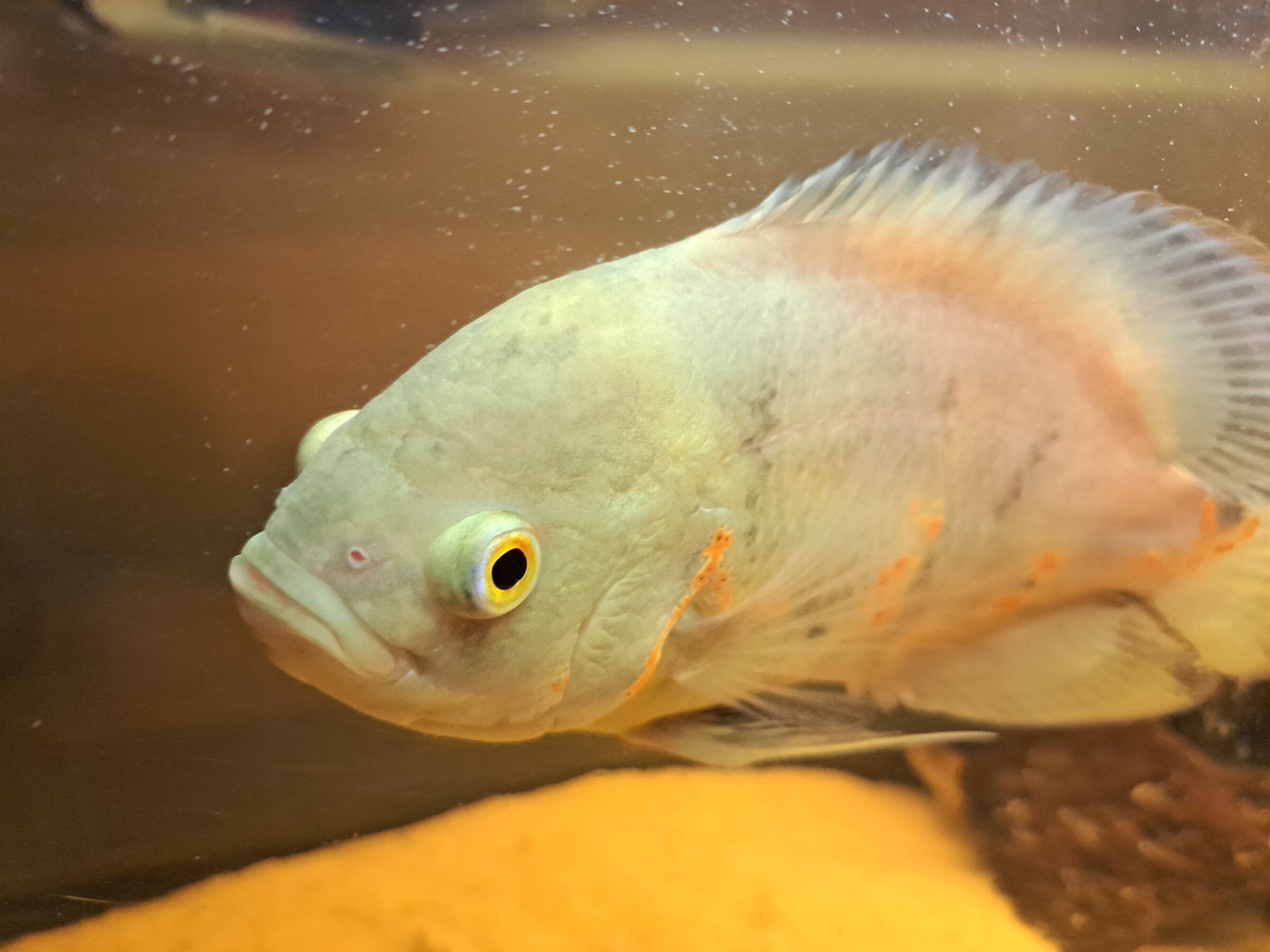 Ciao mi chiamo Oscar