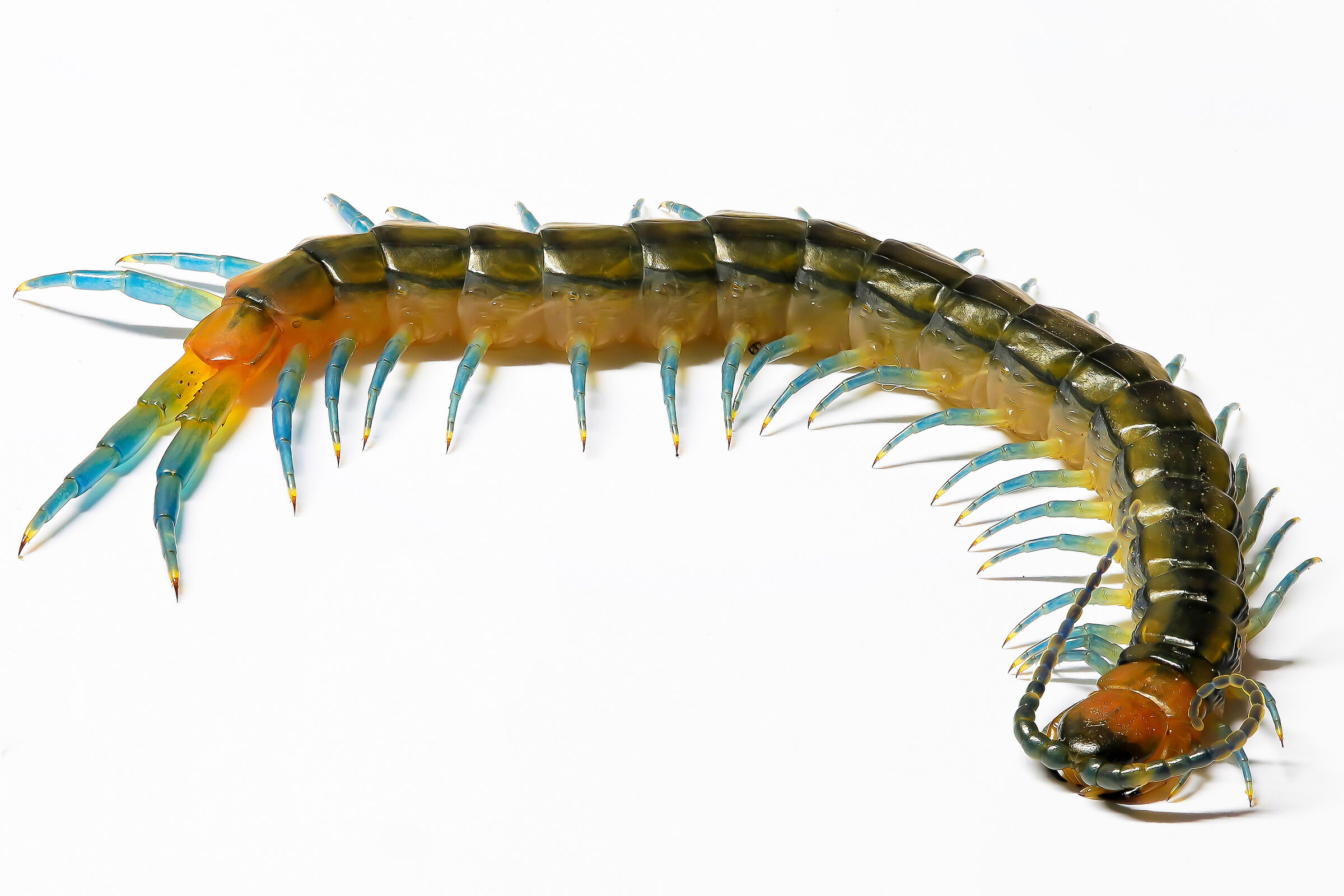 Scolopendra cingulata (young)