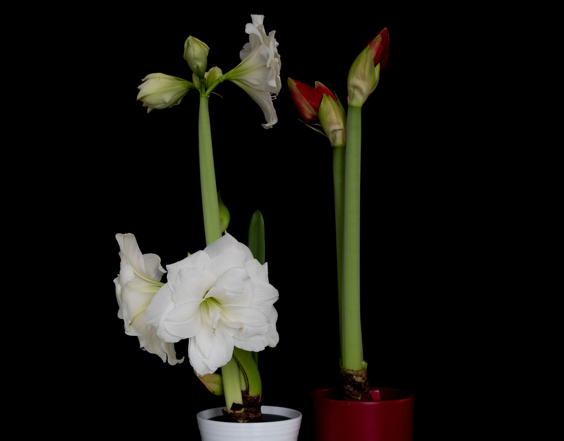 winter flowers