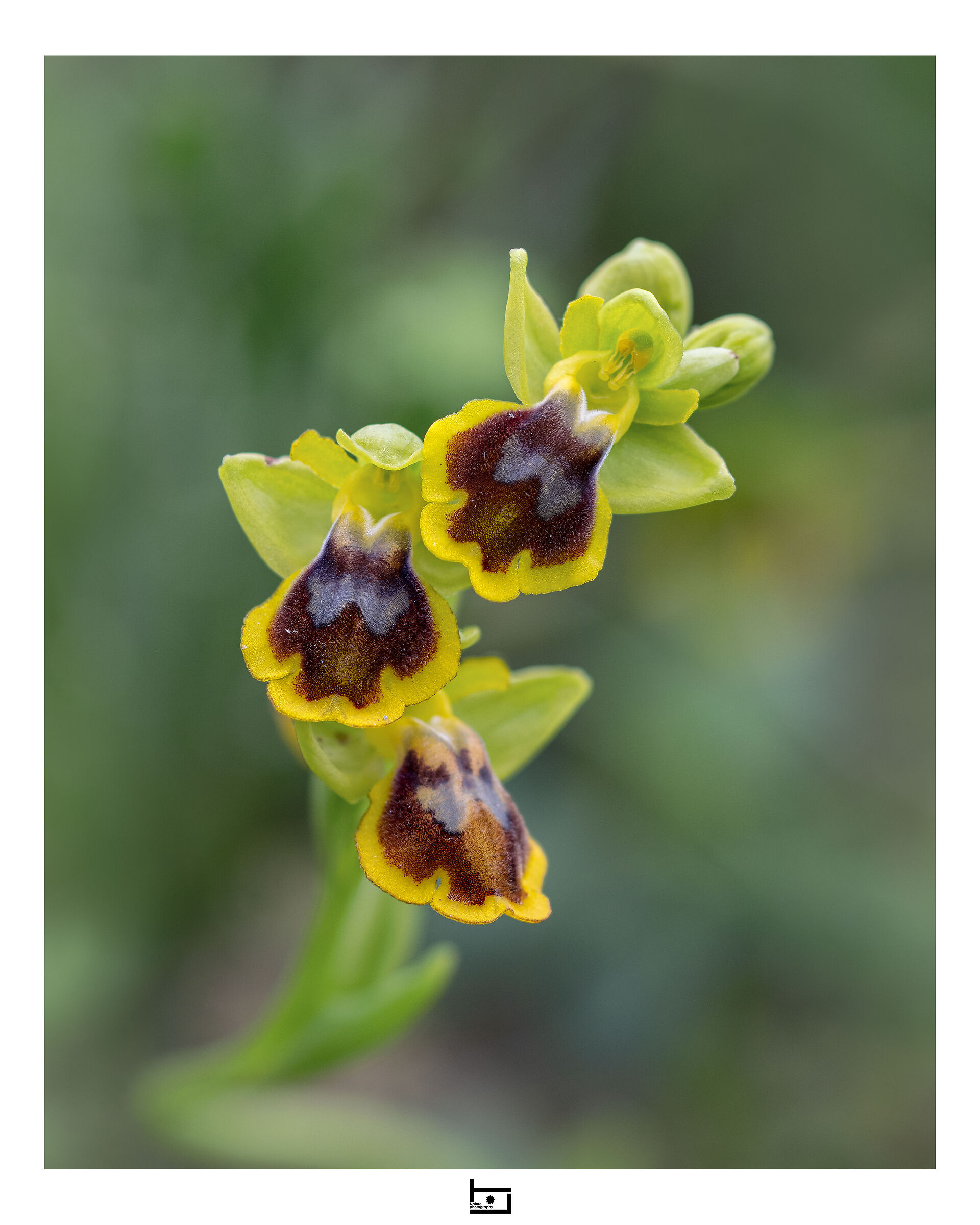 Ophrys x gautieri