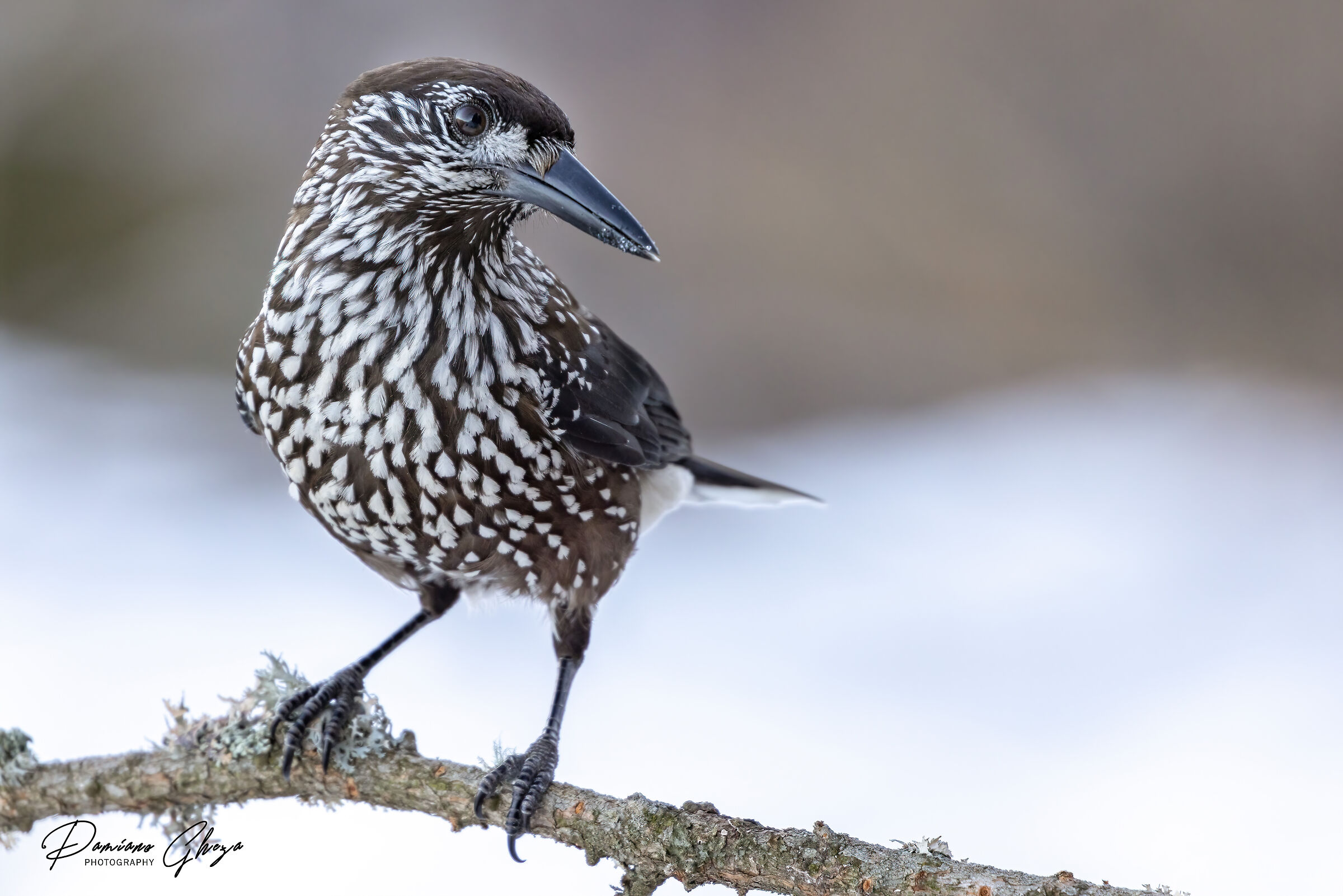 Spotted nutcracker