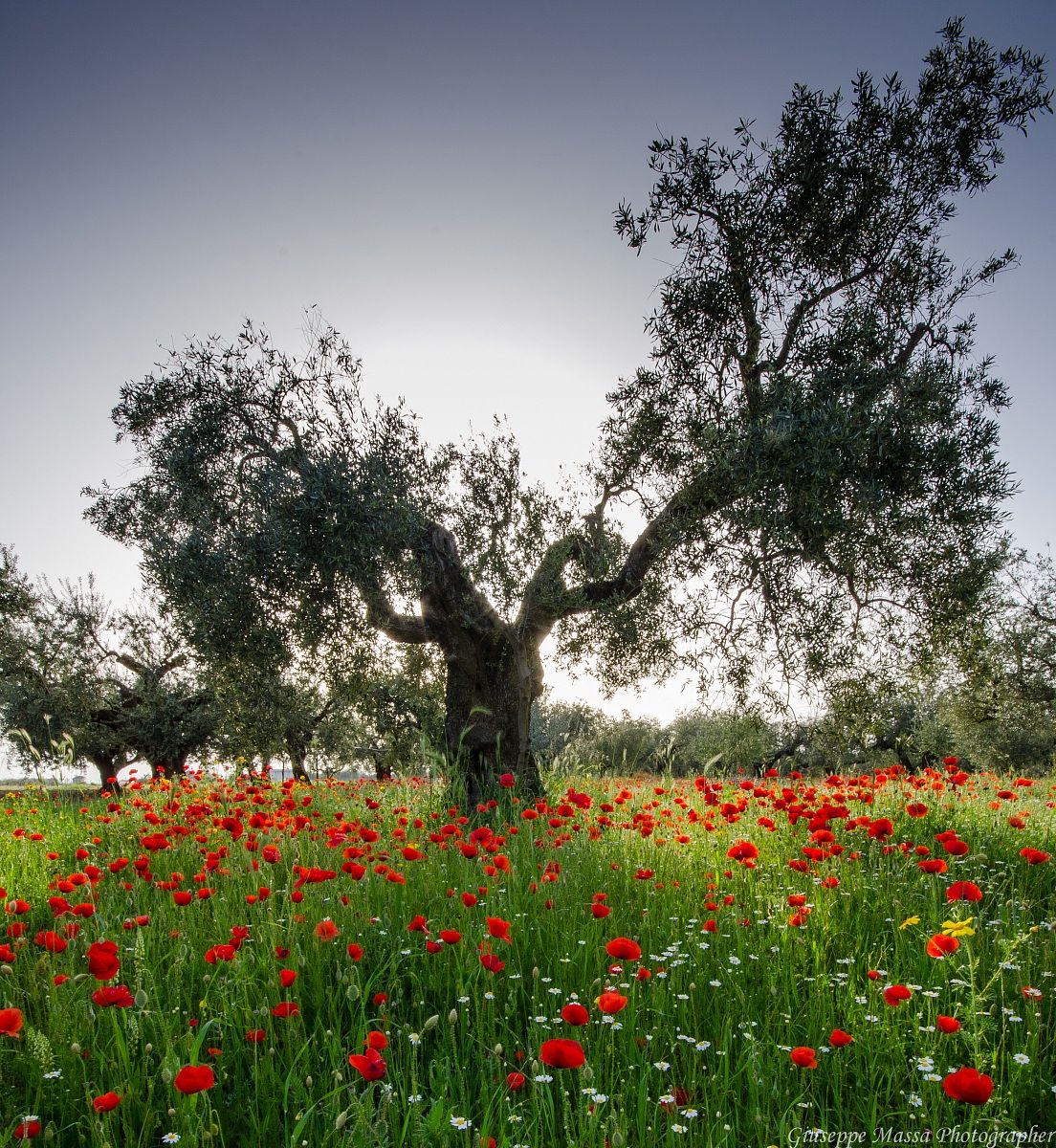 Primavera nella Daunia 2