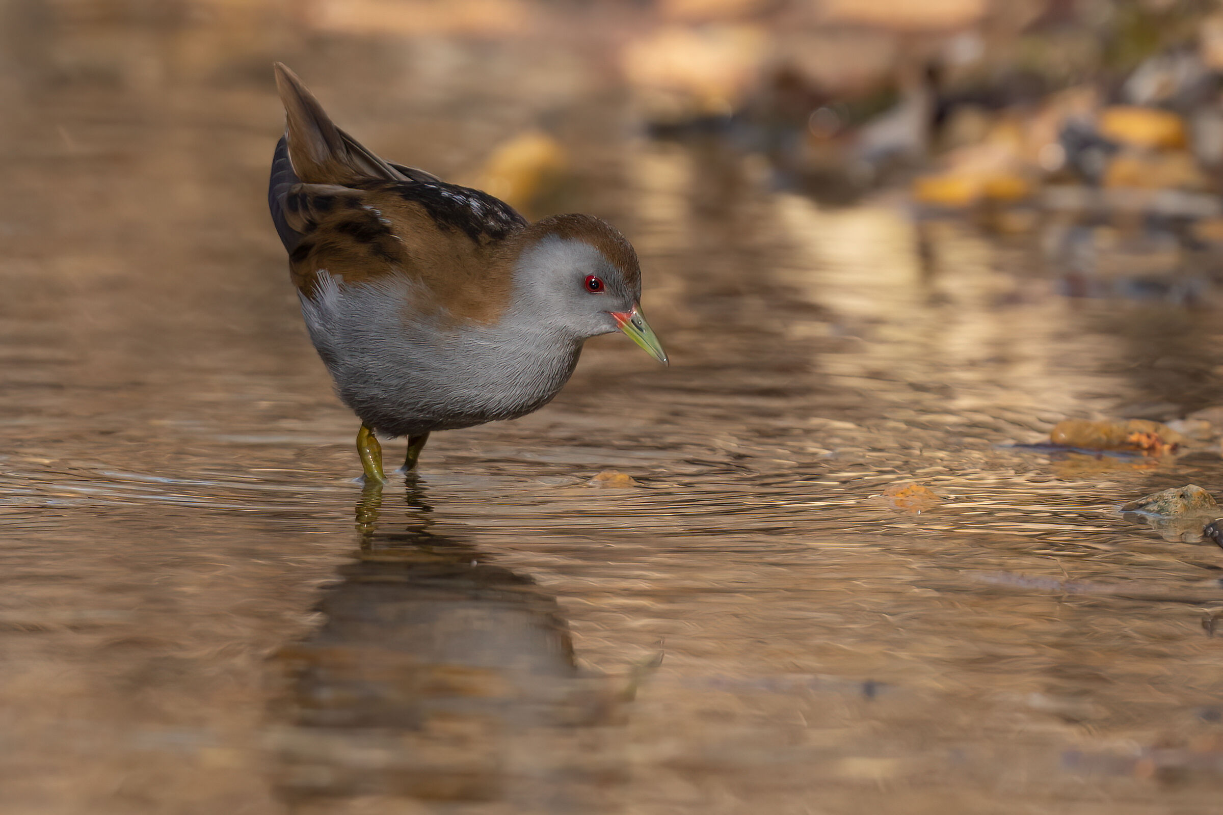 Maschio di Schiribilla
