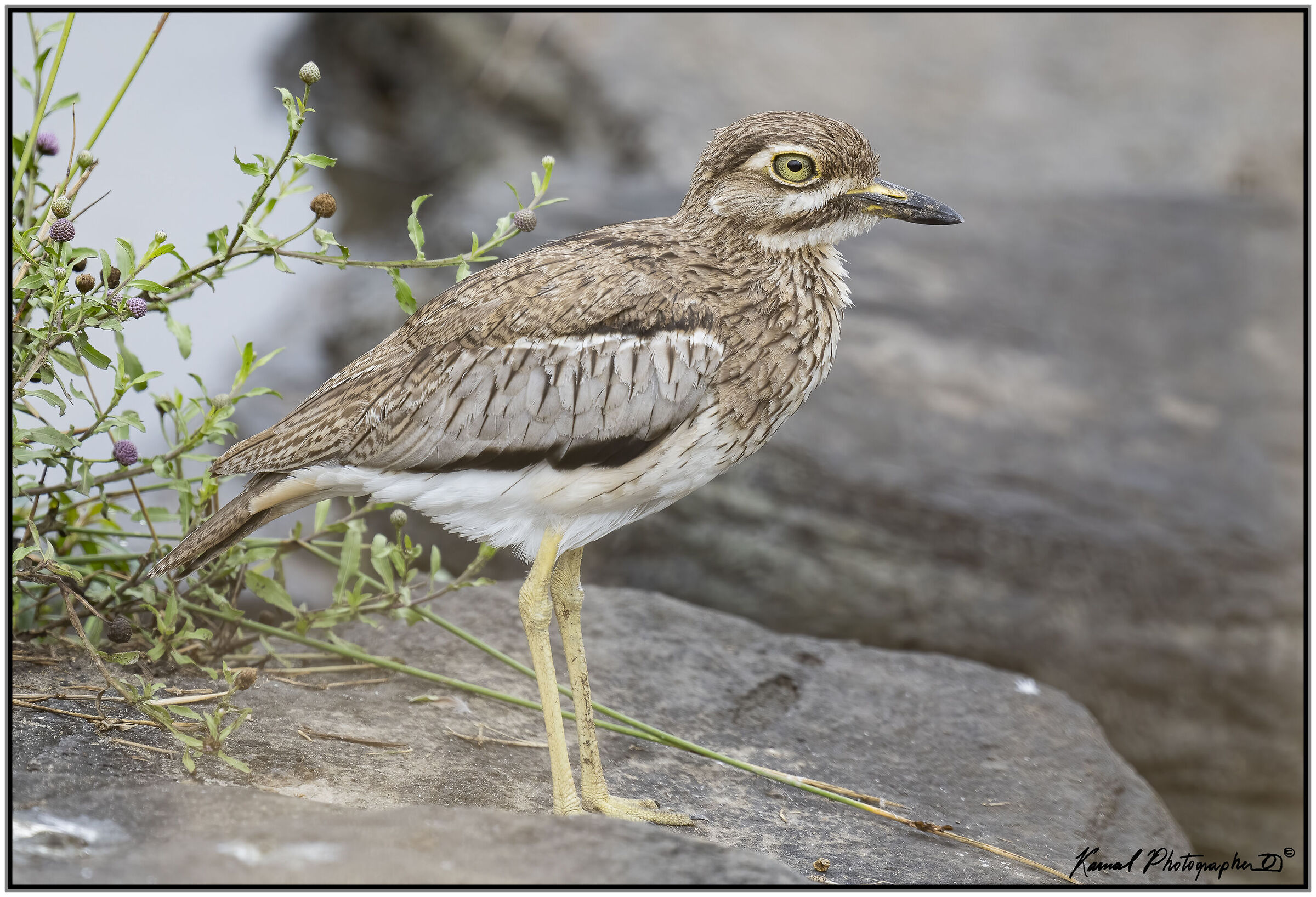 Burhinus vermiculatus