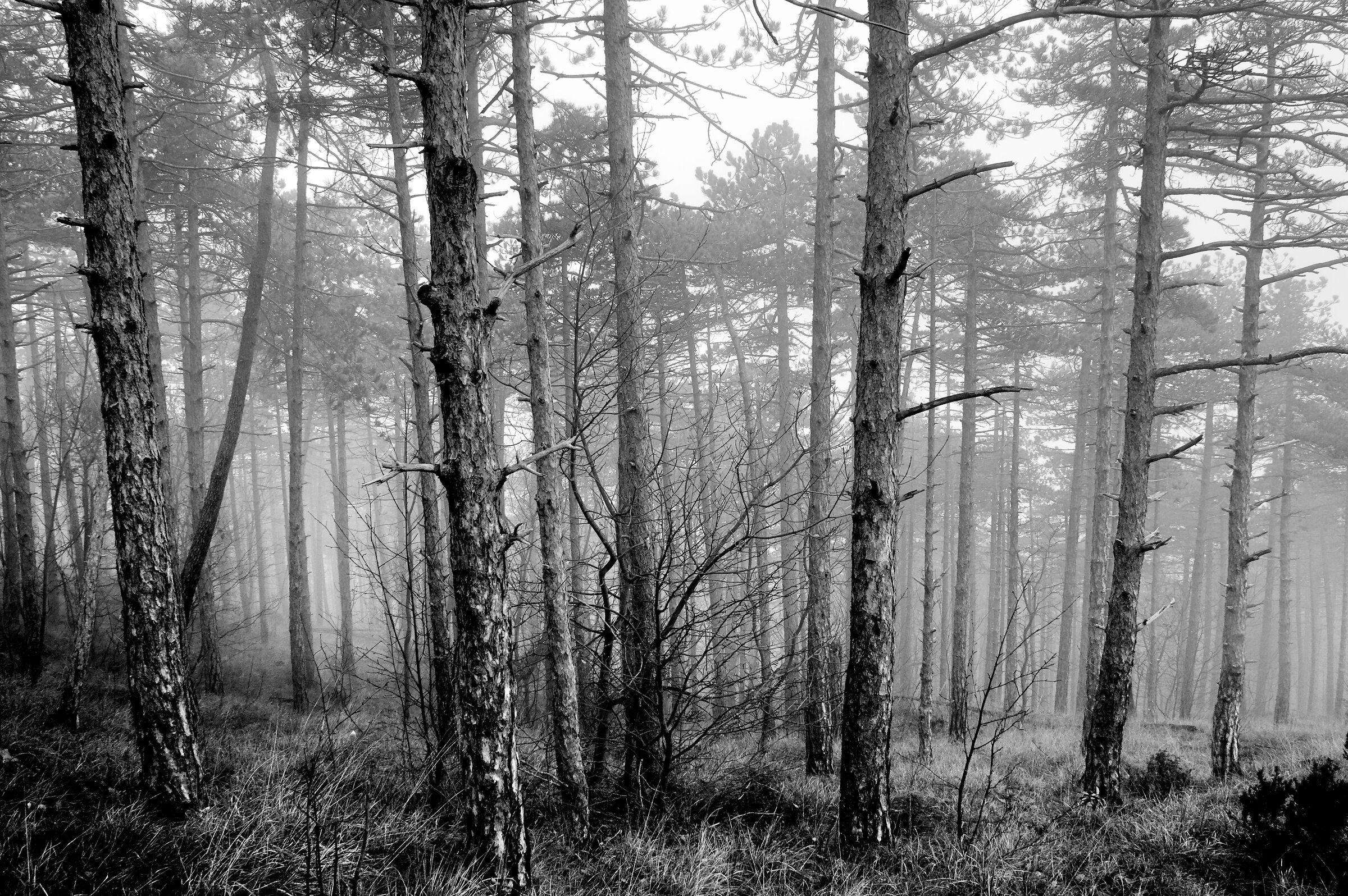 The woods of Alto Monferrato in the mists
