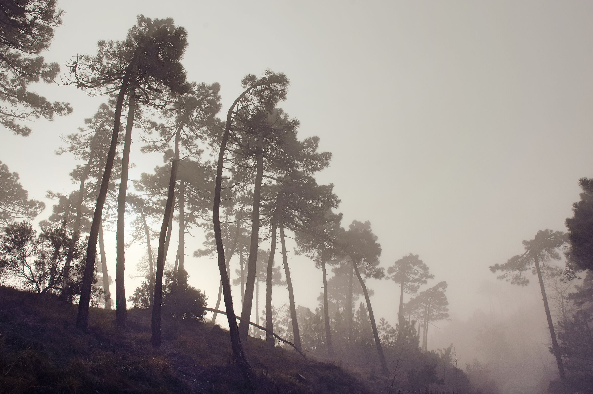 The woods of Alto Monferrato in the mists