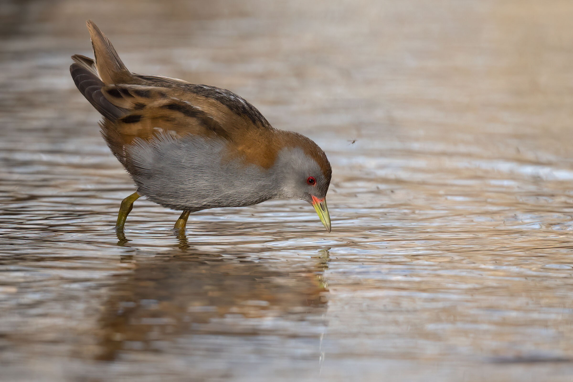Maschio di Schiribilla